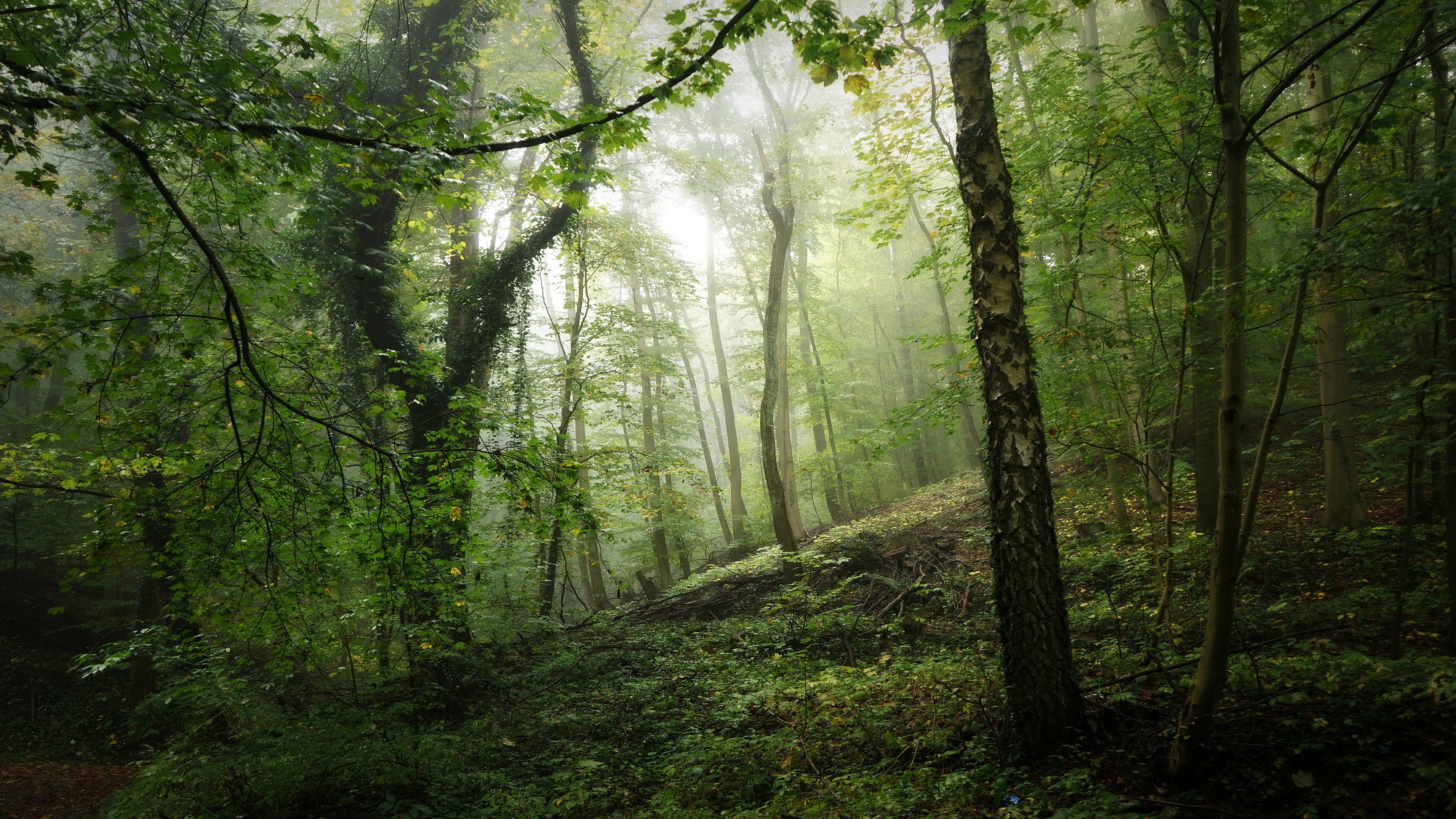 Misty Forest with Greenery and Fog HD Wallpaper