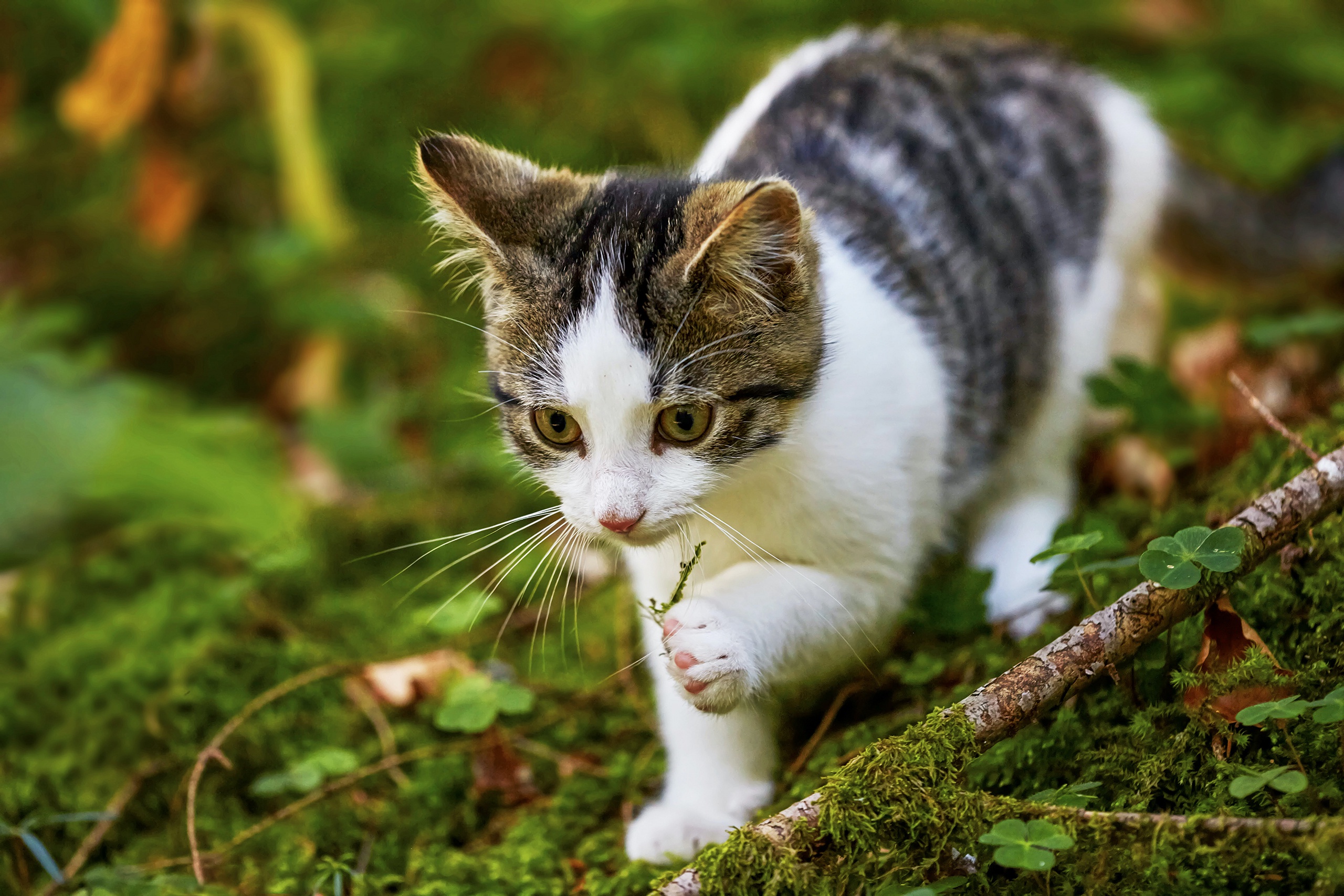 Tabby and white kitten playing in mossy forest HD Wallpaper