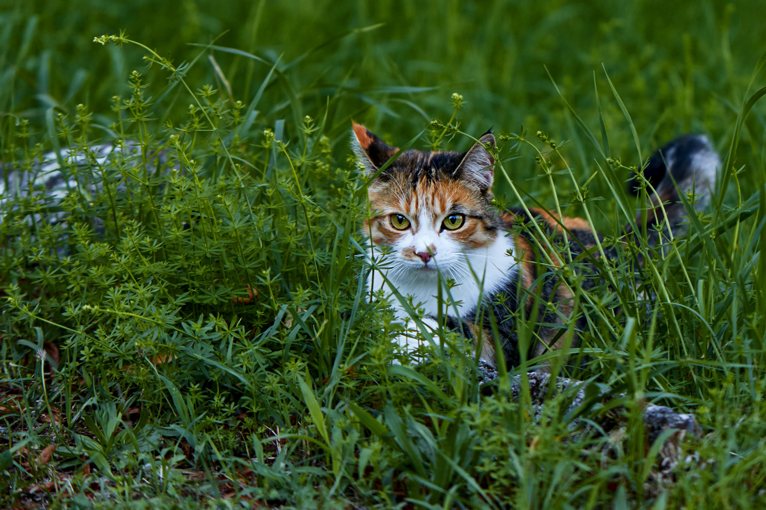Calico cat peeking through green grass HD Wallpaper