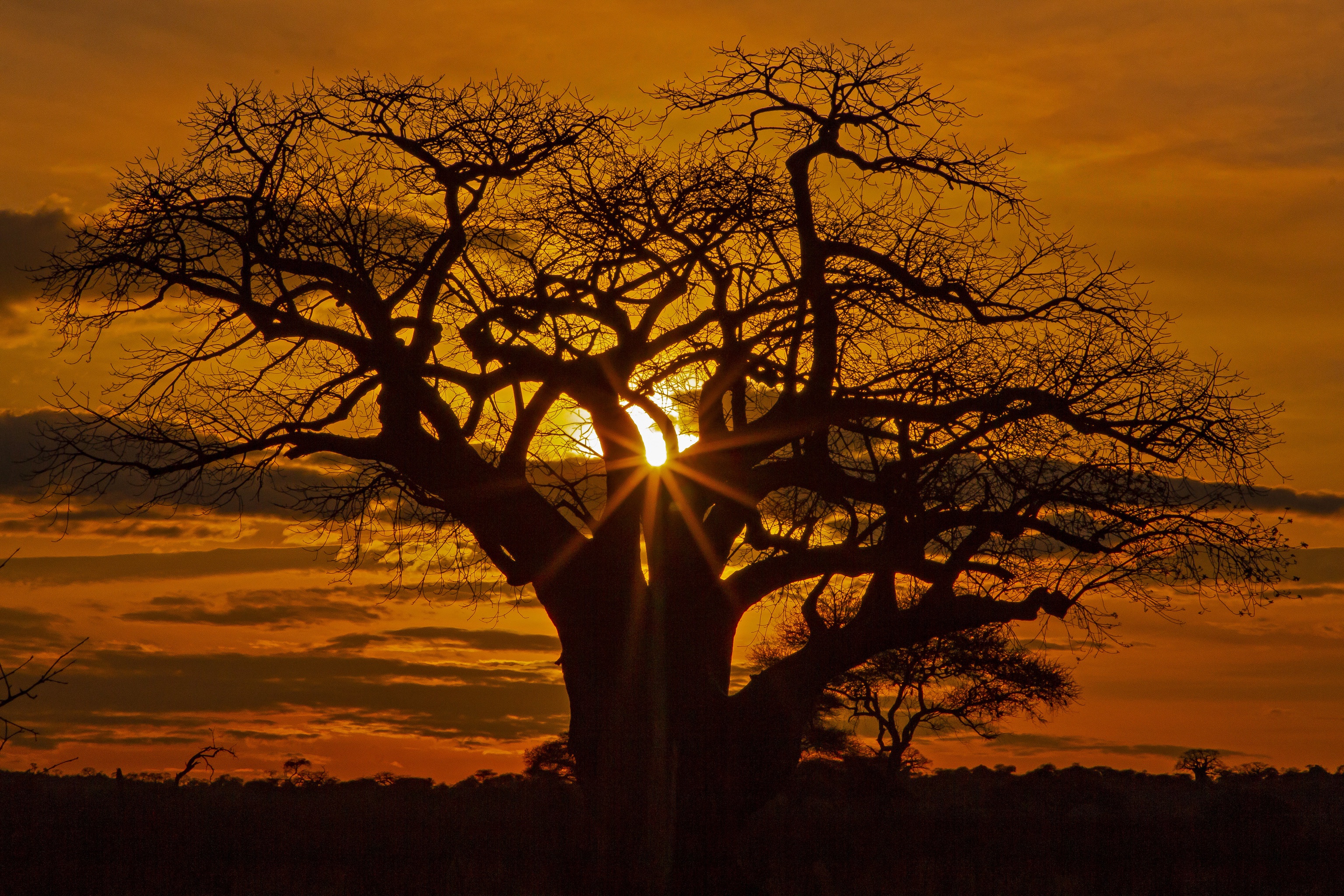 Baobab tree silhouetted against a sunset in Africa HD Wallpaper