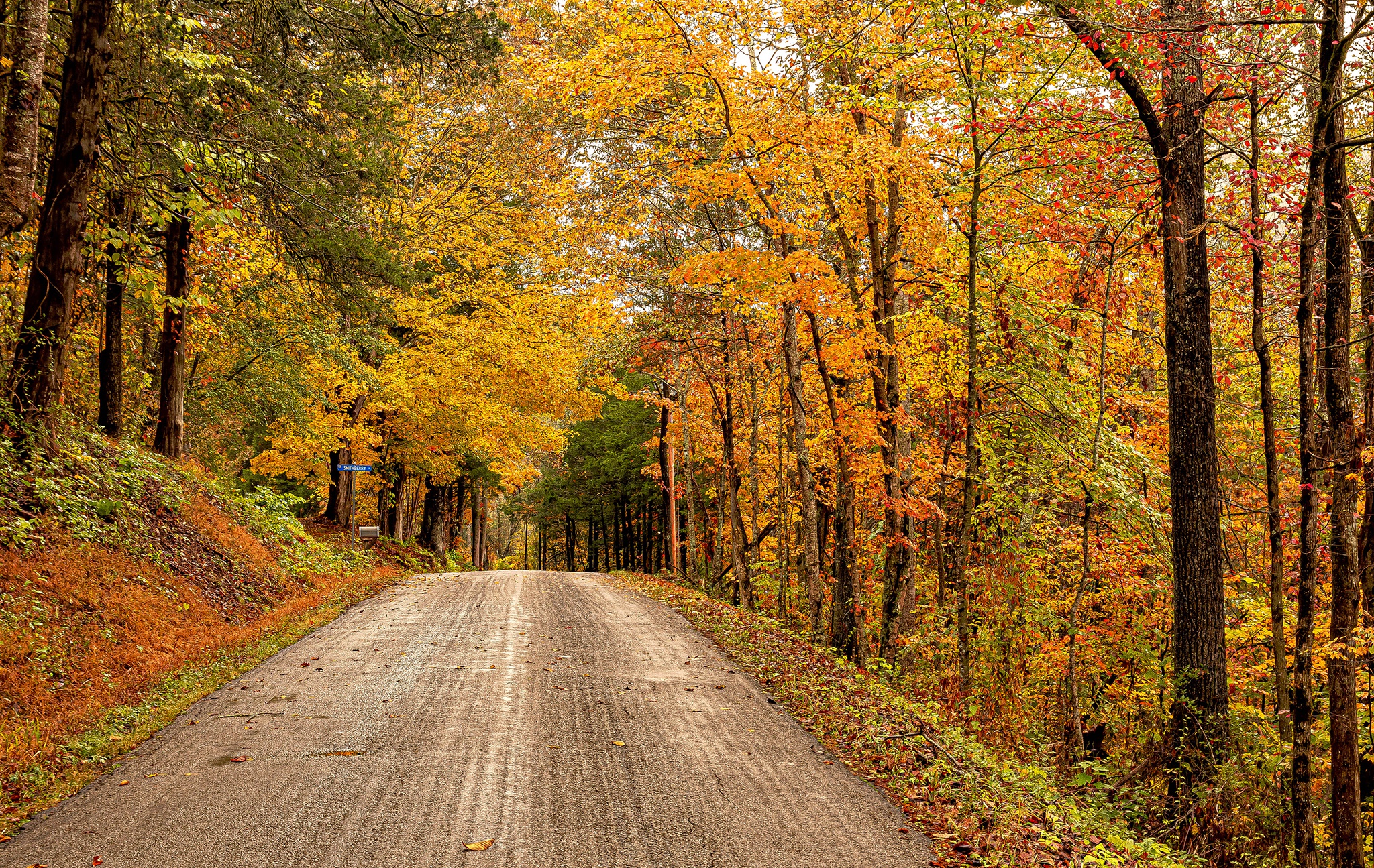 Road through a forest in Virginia during Fall HD Wallpaper