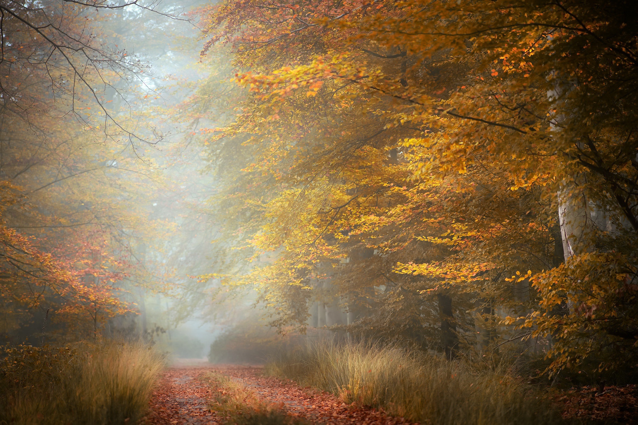 Foggy forest path with autumn leaves HD Wallpaper