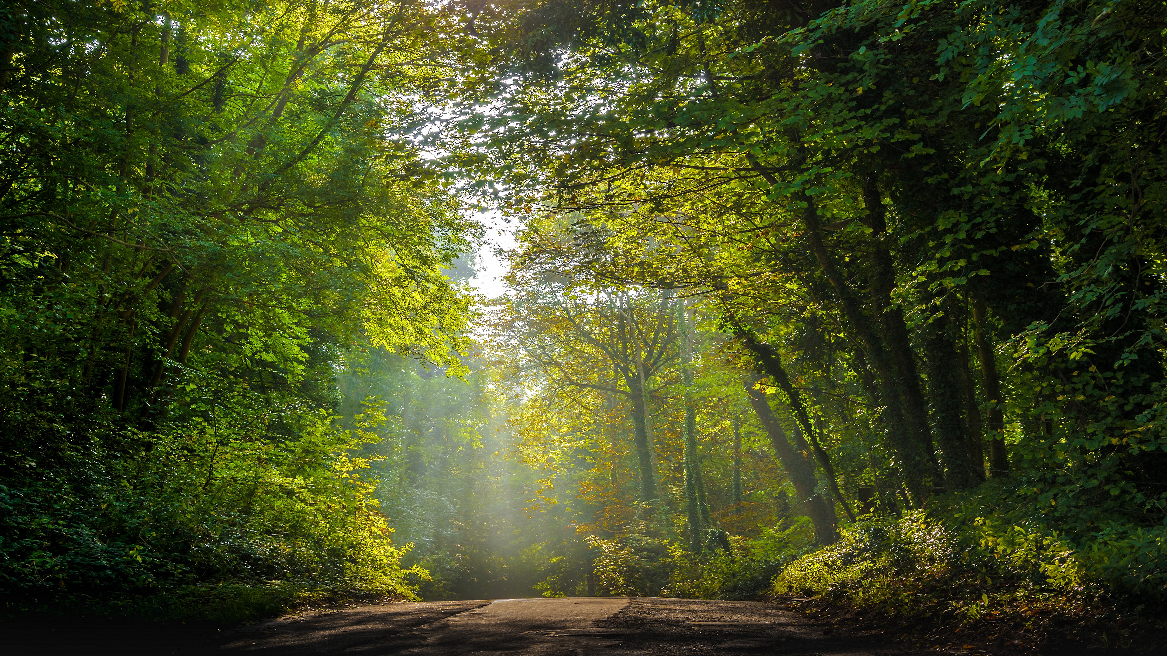 Sunlight filtering through a forest onto a road HD Wallpaper