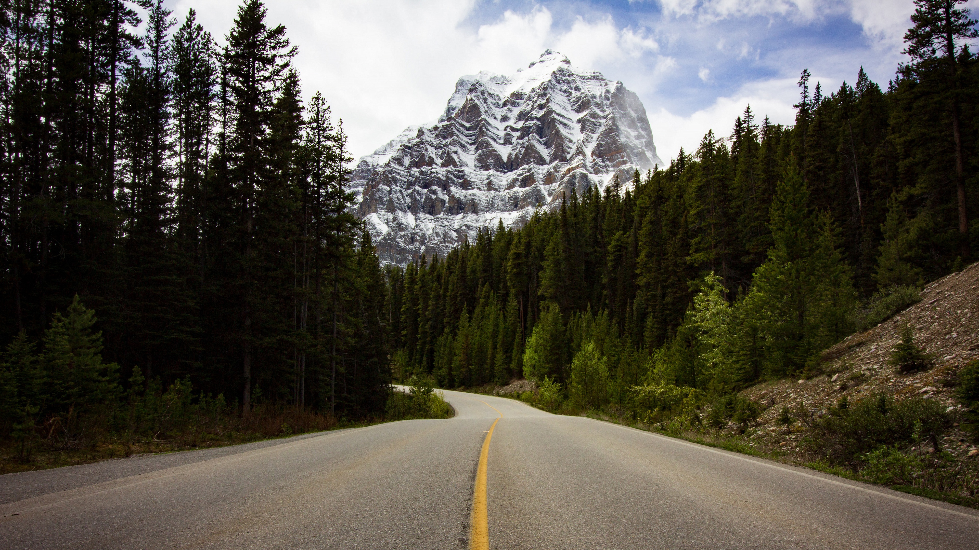 Road leading to a snow-capped mountain through a pine forest HD Wallpaper