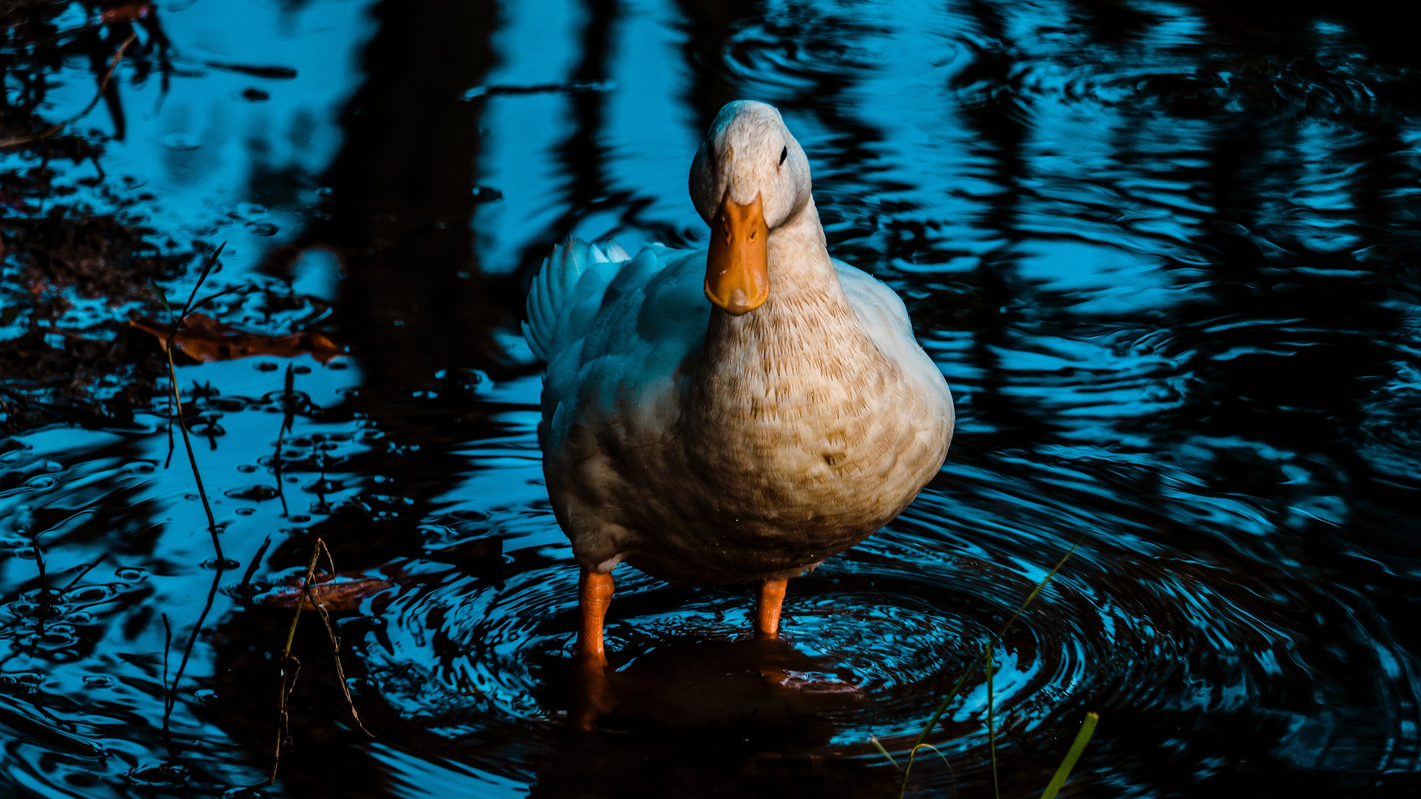 White duck standing in dark blue water HD Wallpaper