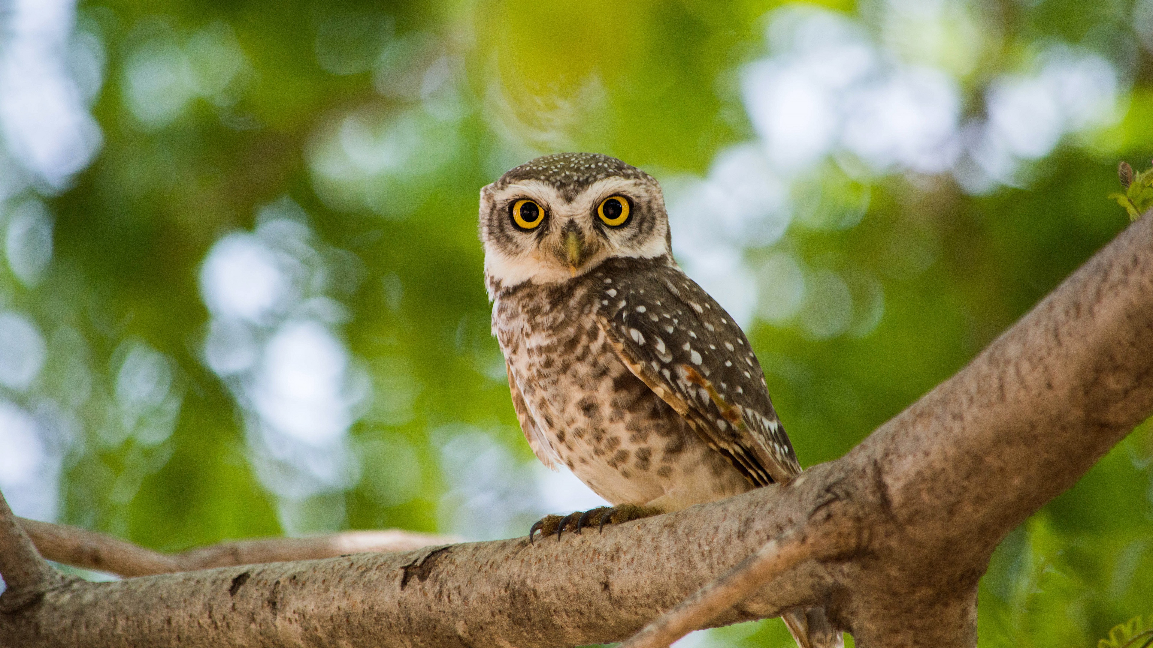 Spotted Owl perched on a tree branch HD Wallpaper