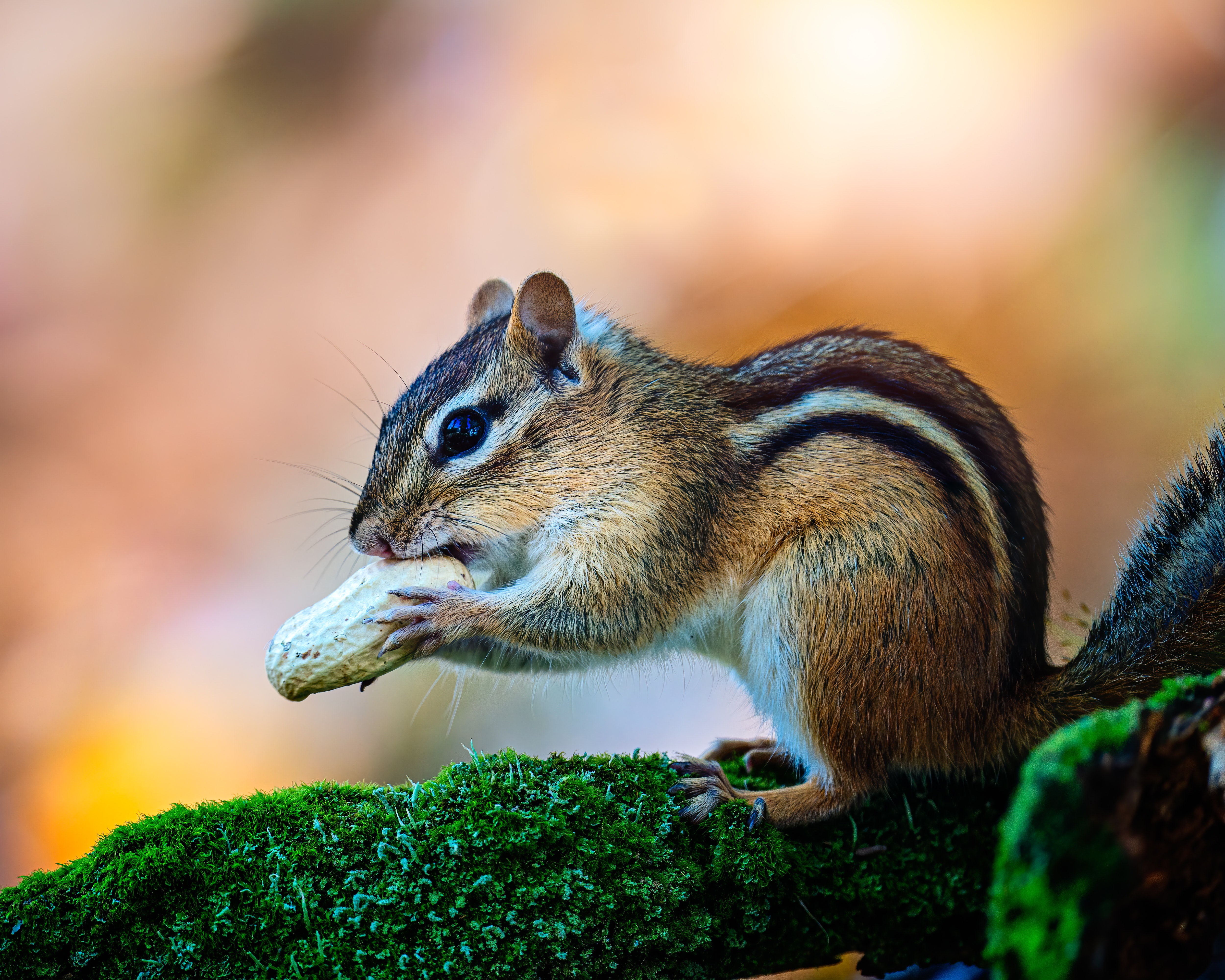 Chipmunk Eating a Peanut on Mossy Branch HD Wallpaper