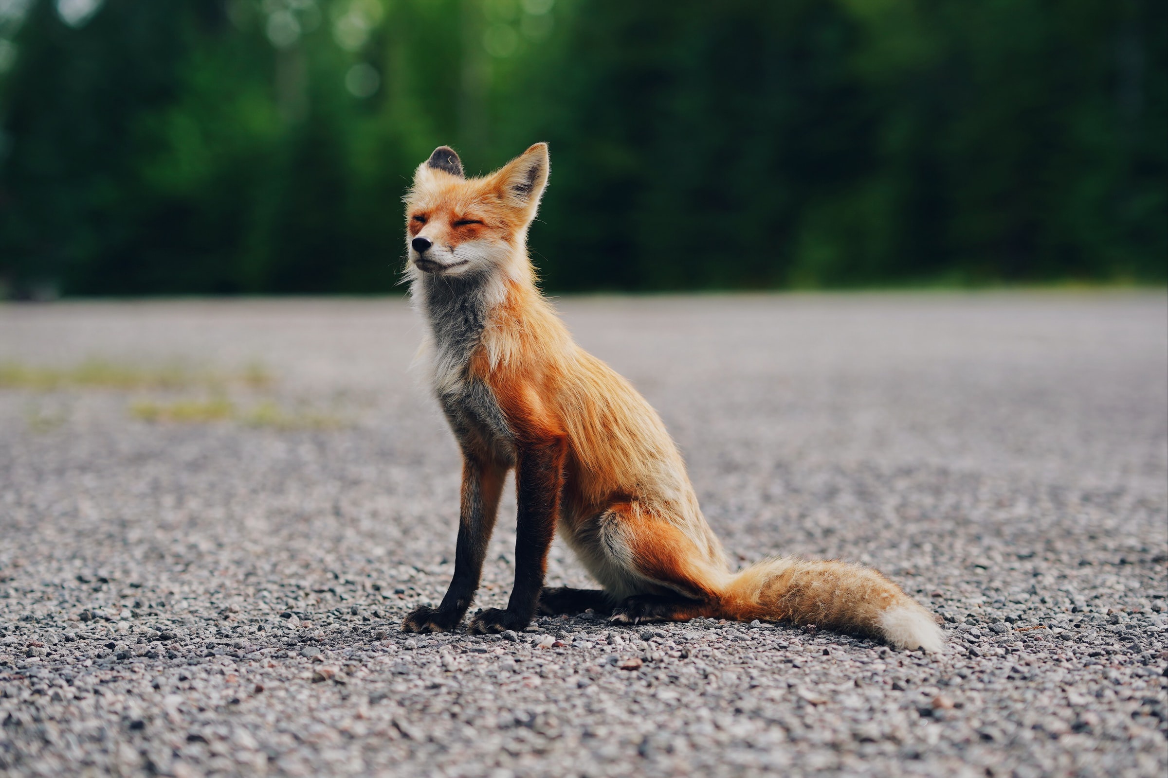Red Fox sitting on gravel road HD Wallpaper