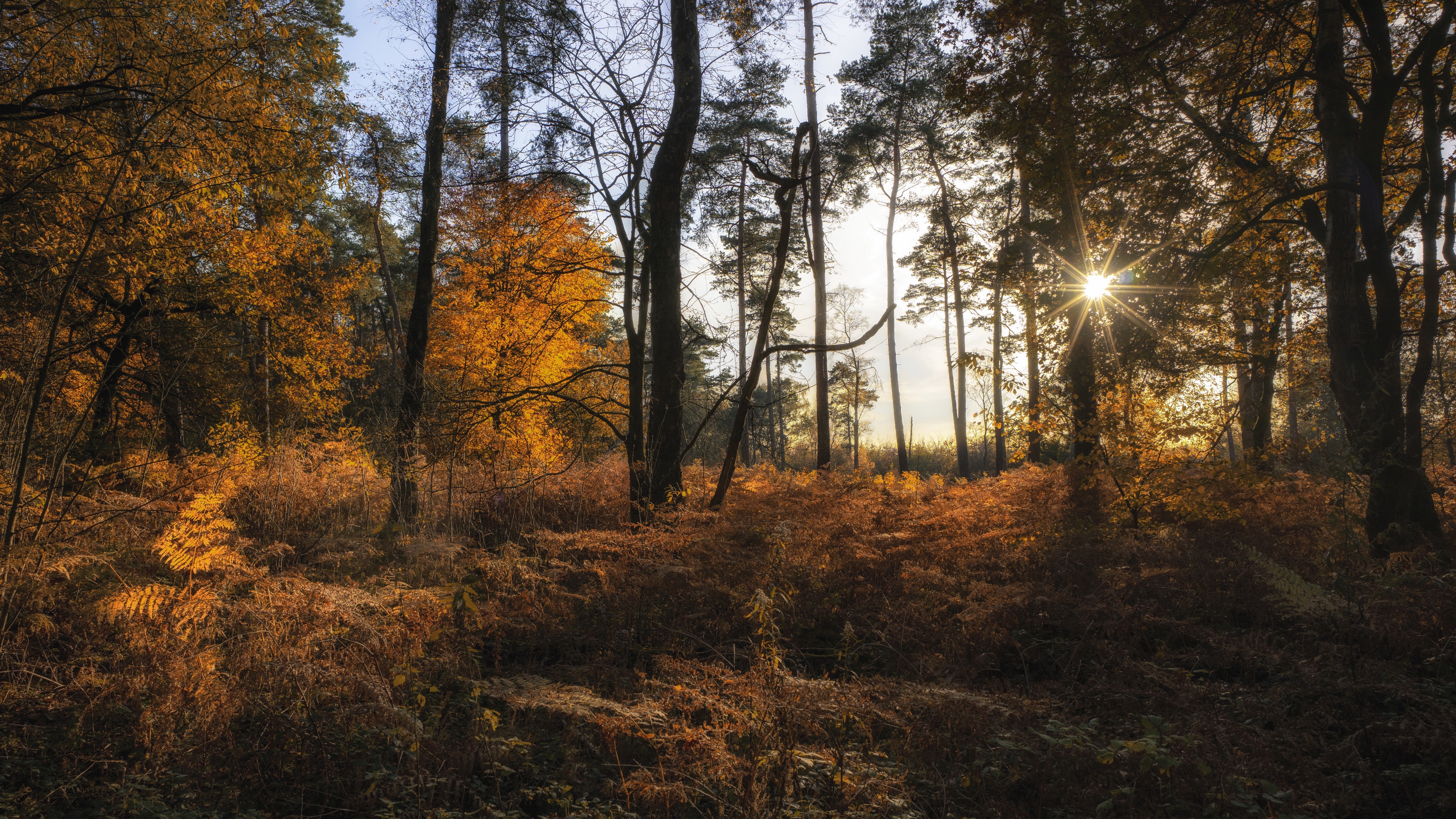 Sunbeam in Autumn Forest HD Wallpaper