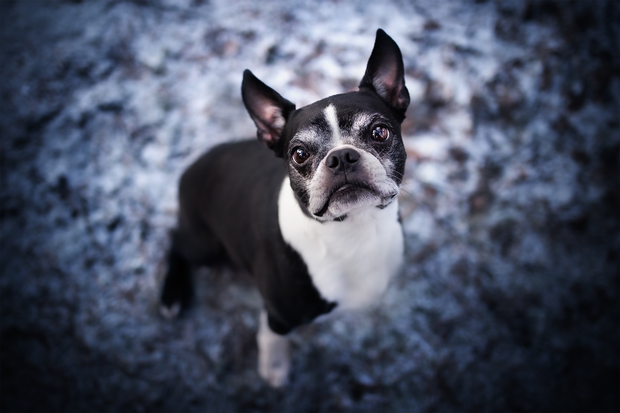 Boston Terrier looking up outdoors HD Wallpaper