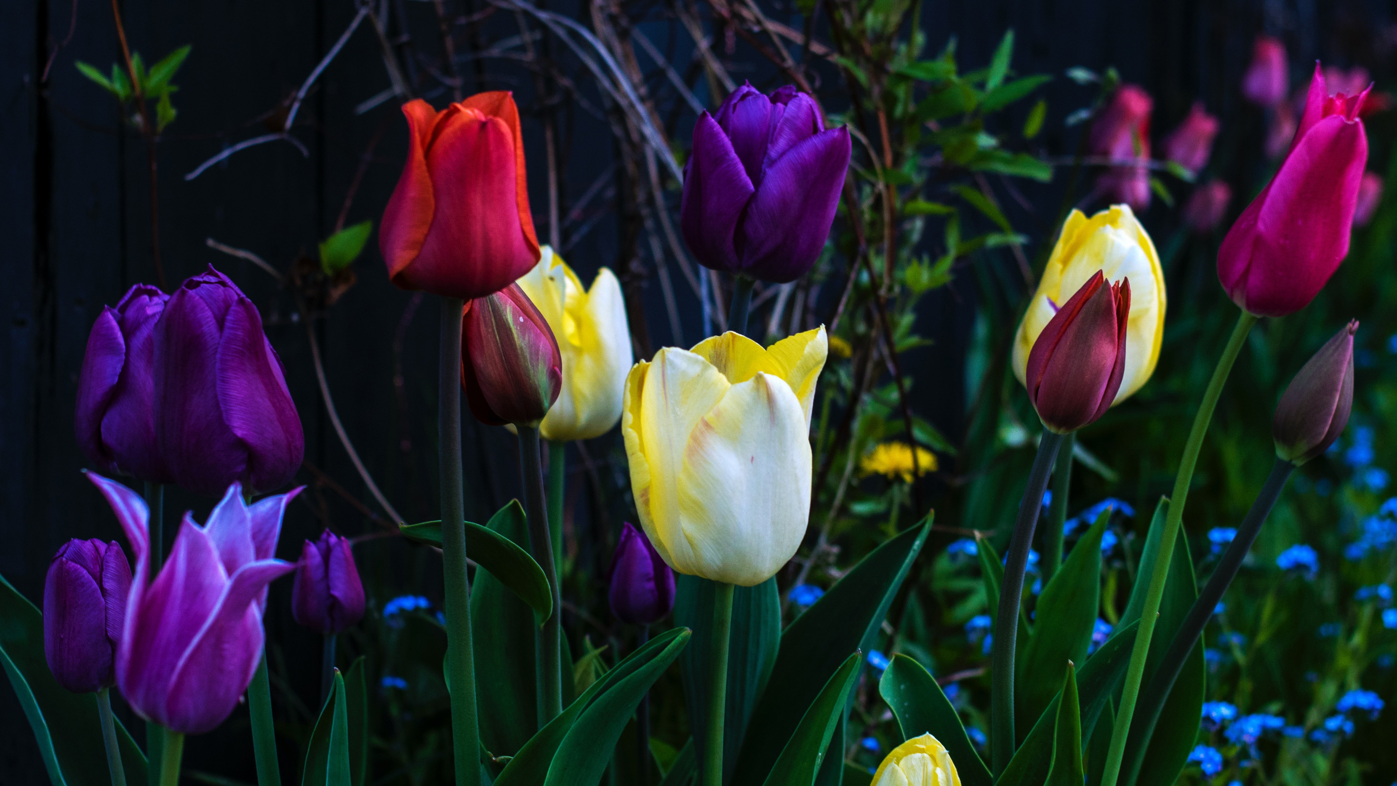 Tulips in various colors with blue flowers HD Wallpaper