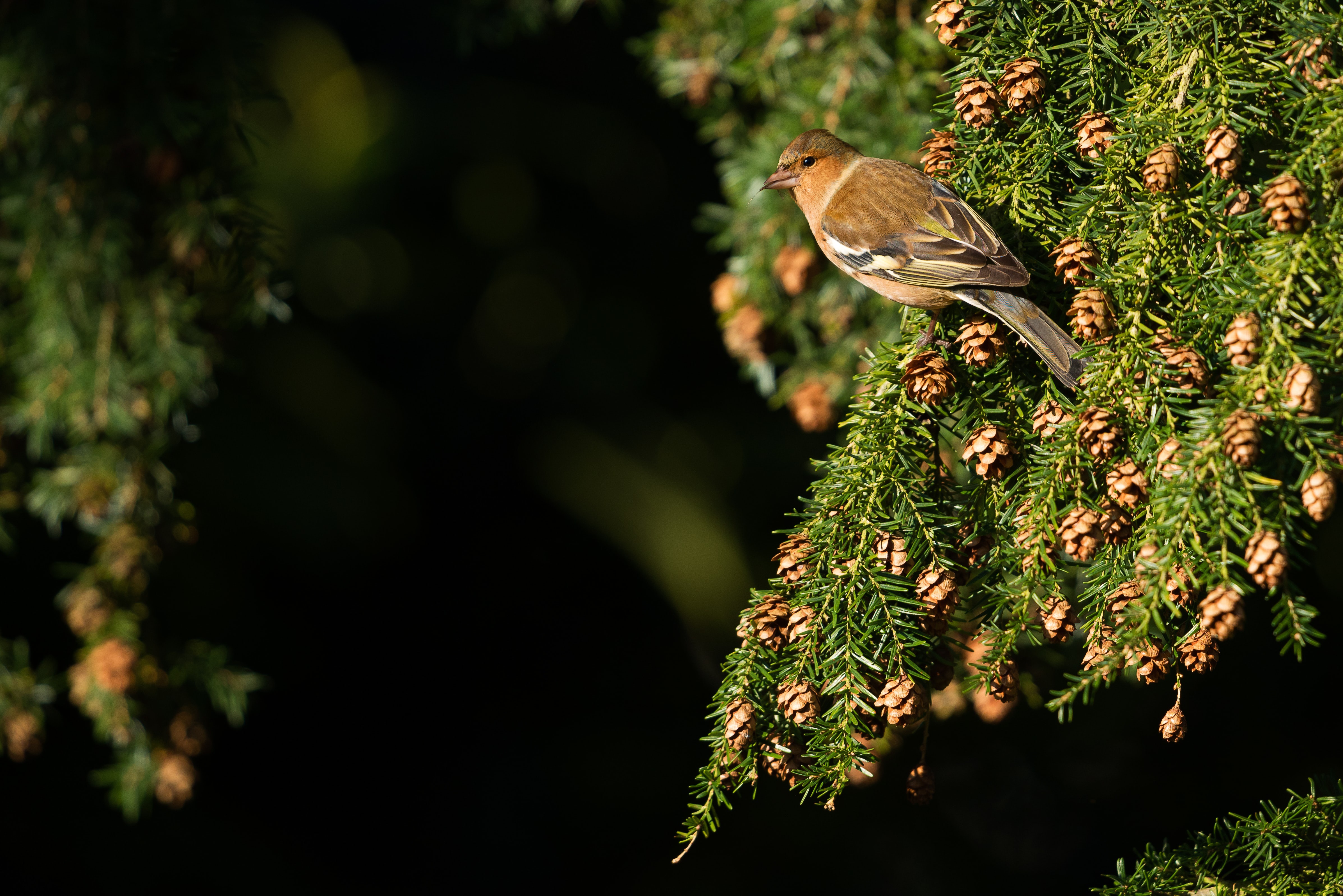 Bird on a pine cone branch HD Wallpaper