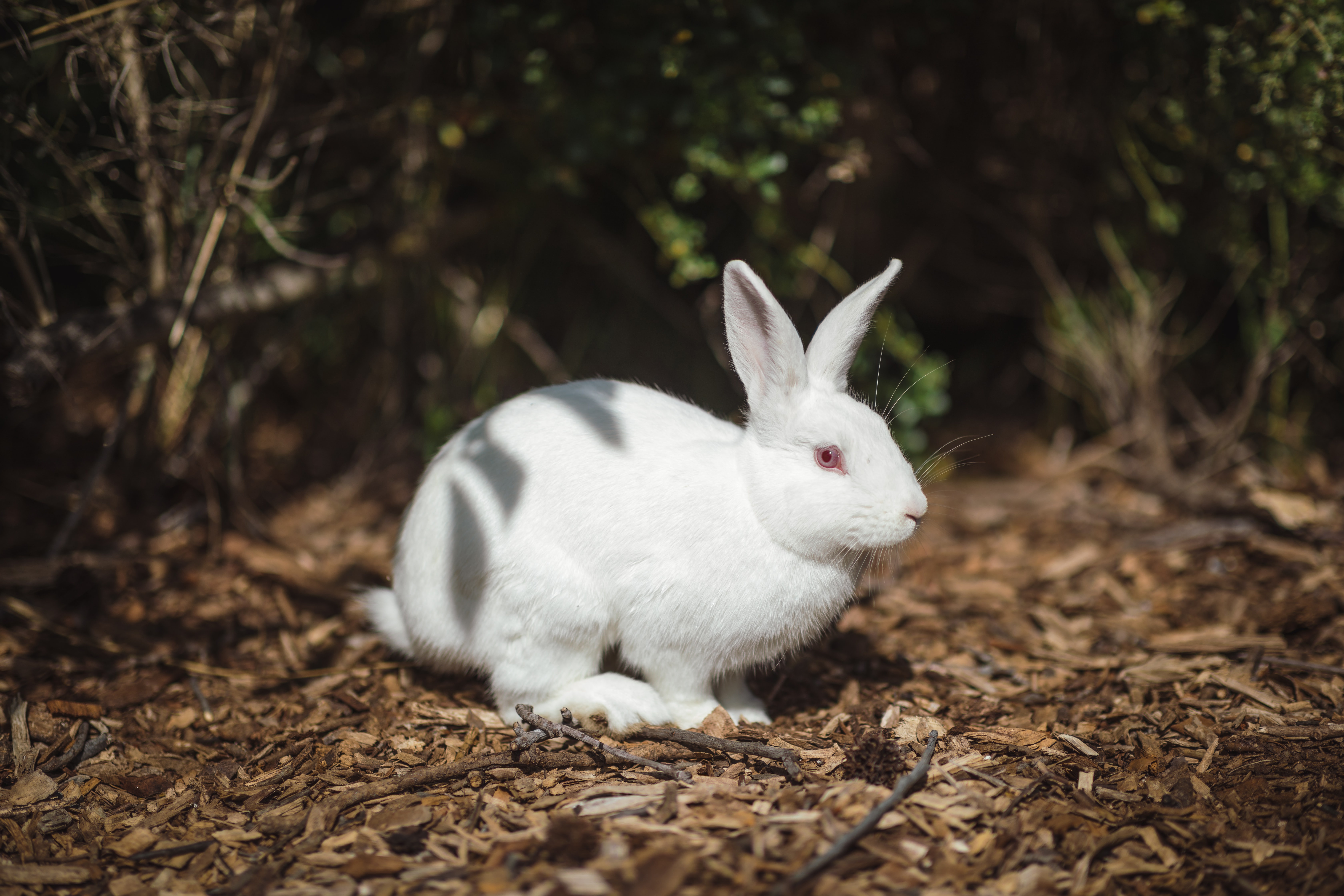 White Rabbit in Forest 4K HD Wallpaper
