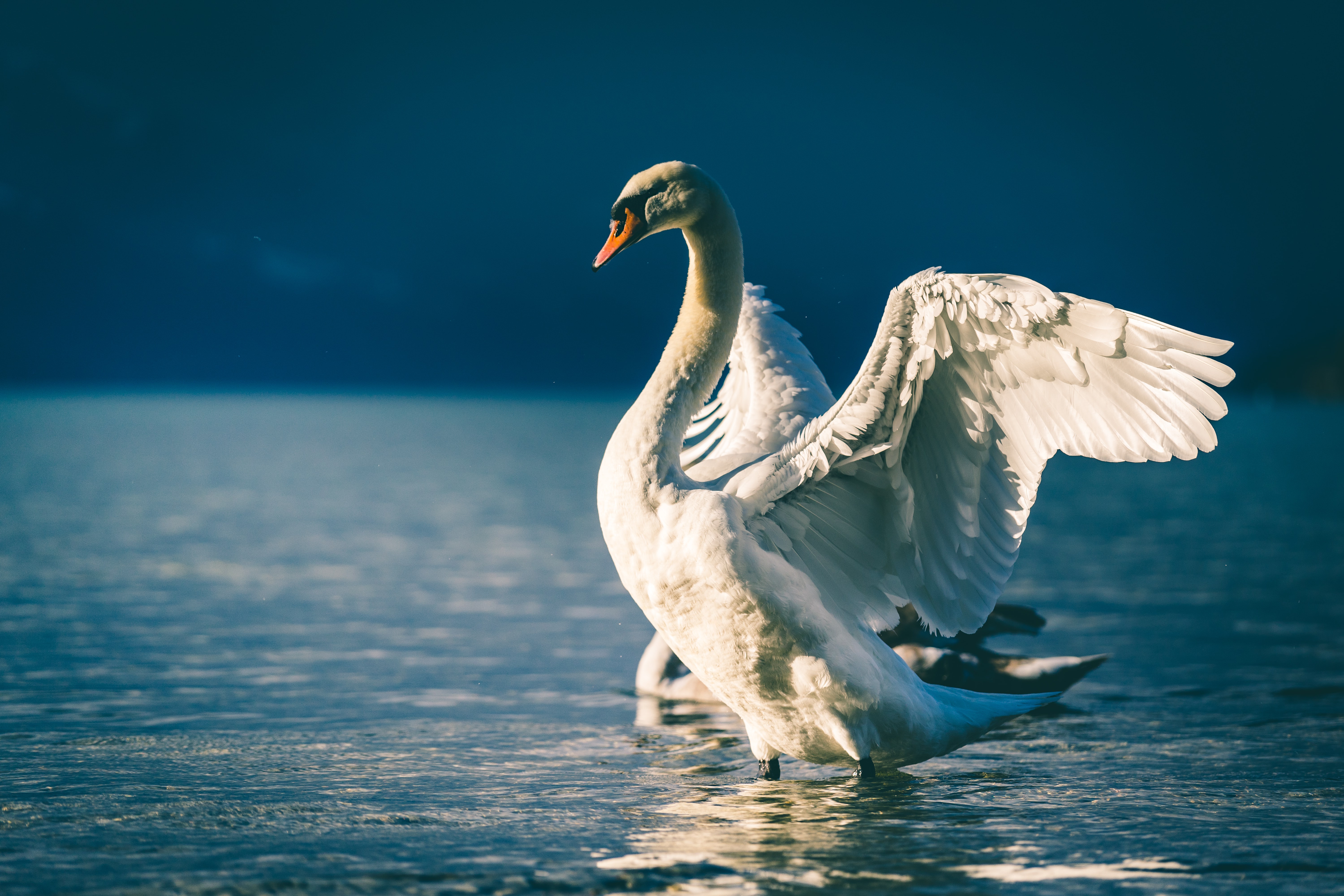Mute Swan with Wings Spread in Pond 4K HD Wallpaper