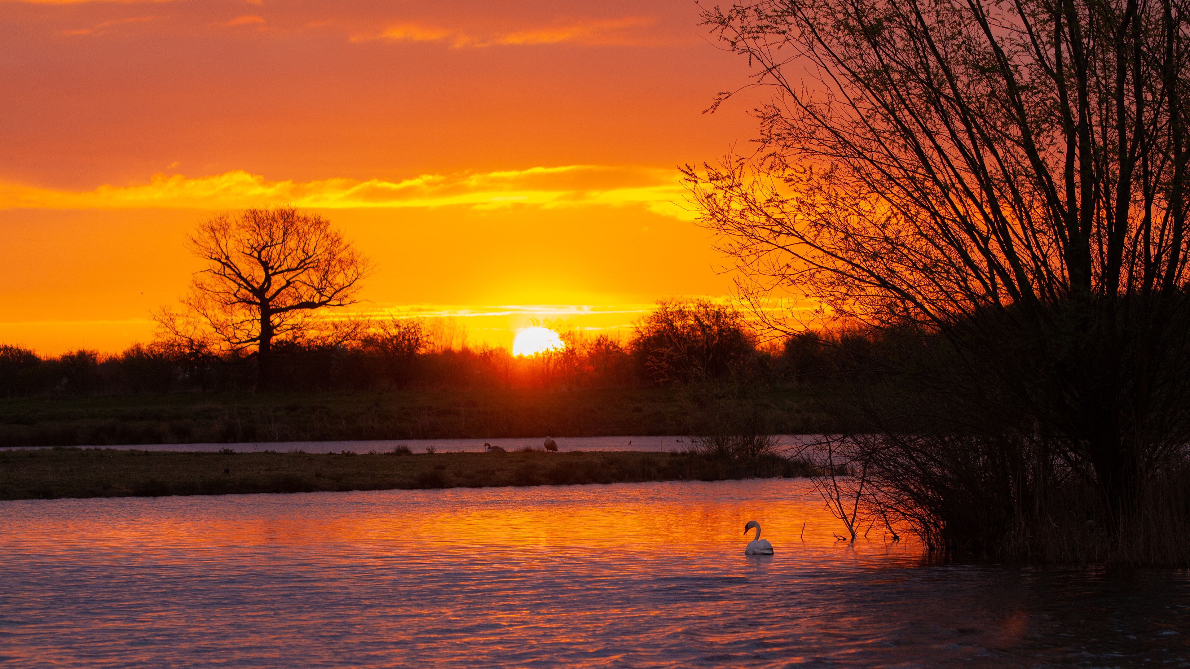 Mute Swan on Pond at Sunset HD Wallpaper