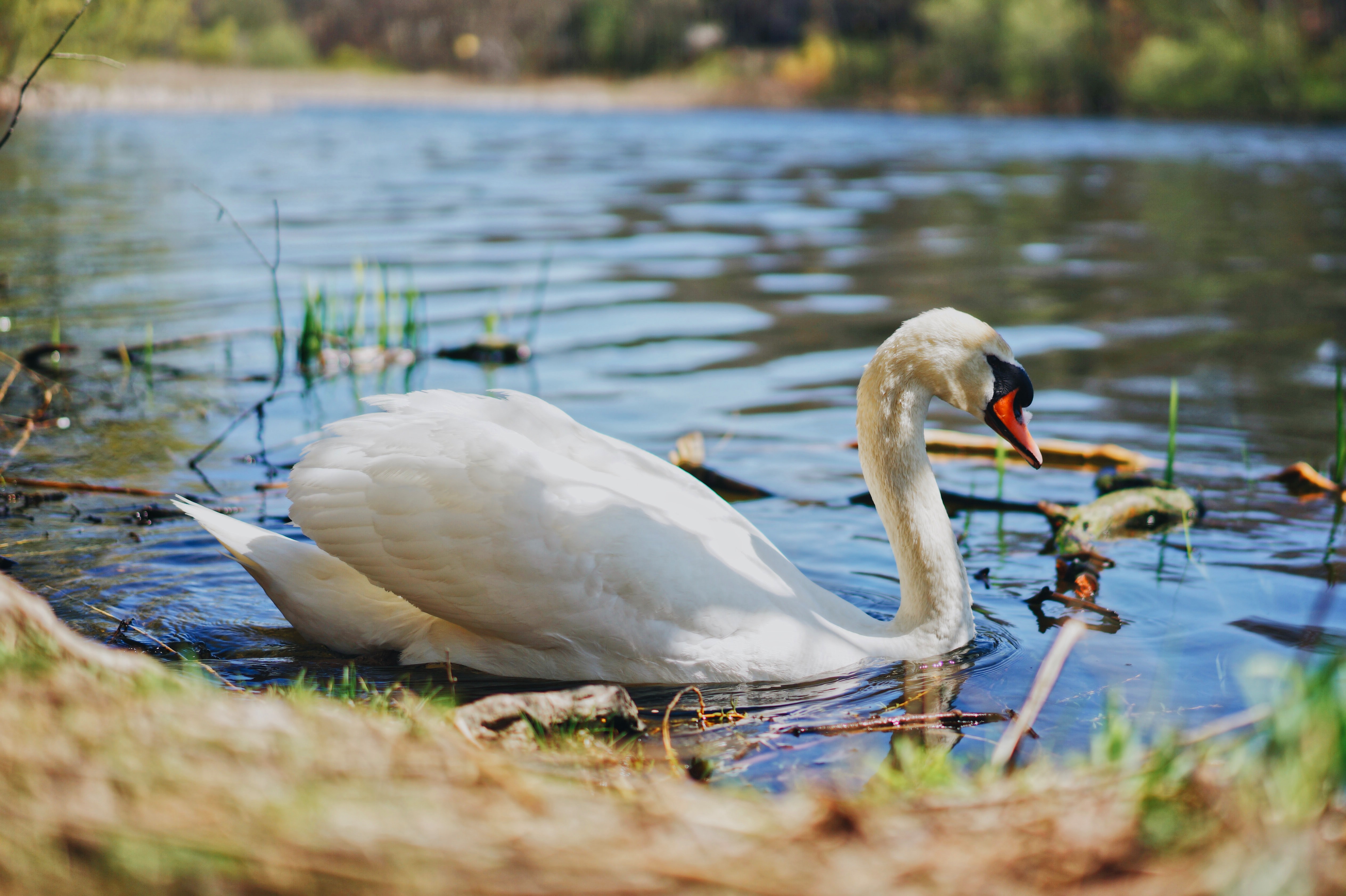 Mute Swan on a Pond HD Wallpaper