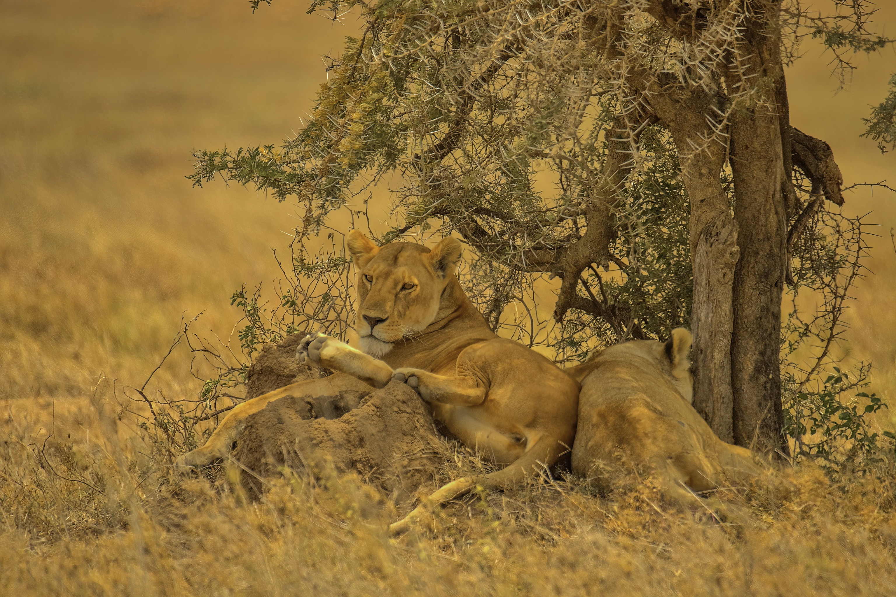 Two lions resting under a tree in a savanna HD Wallpaper