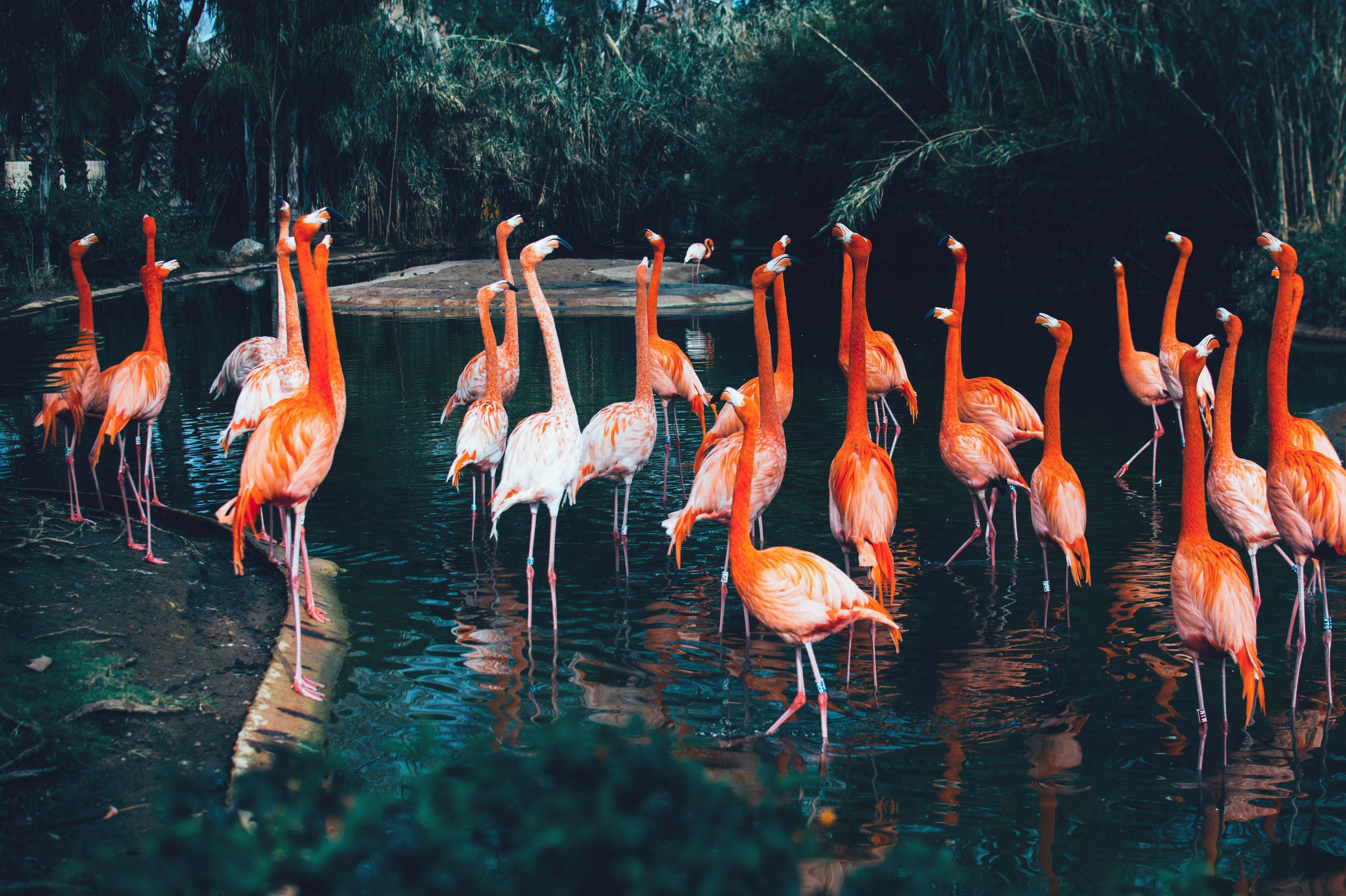 A flock of flamingos in a shallow body of water HD Wallpaper