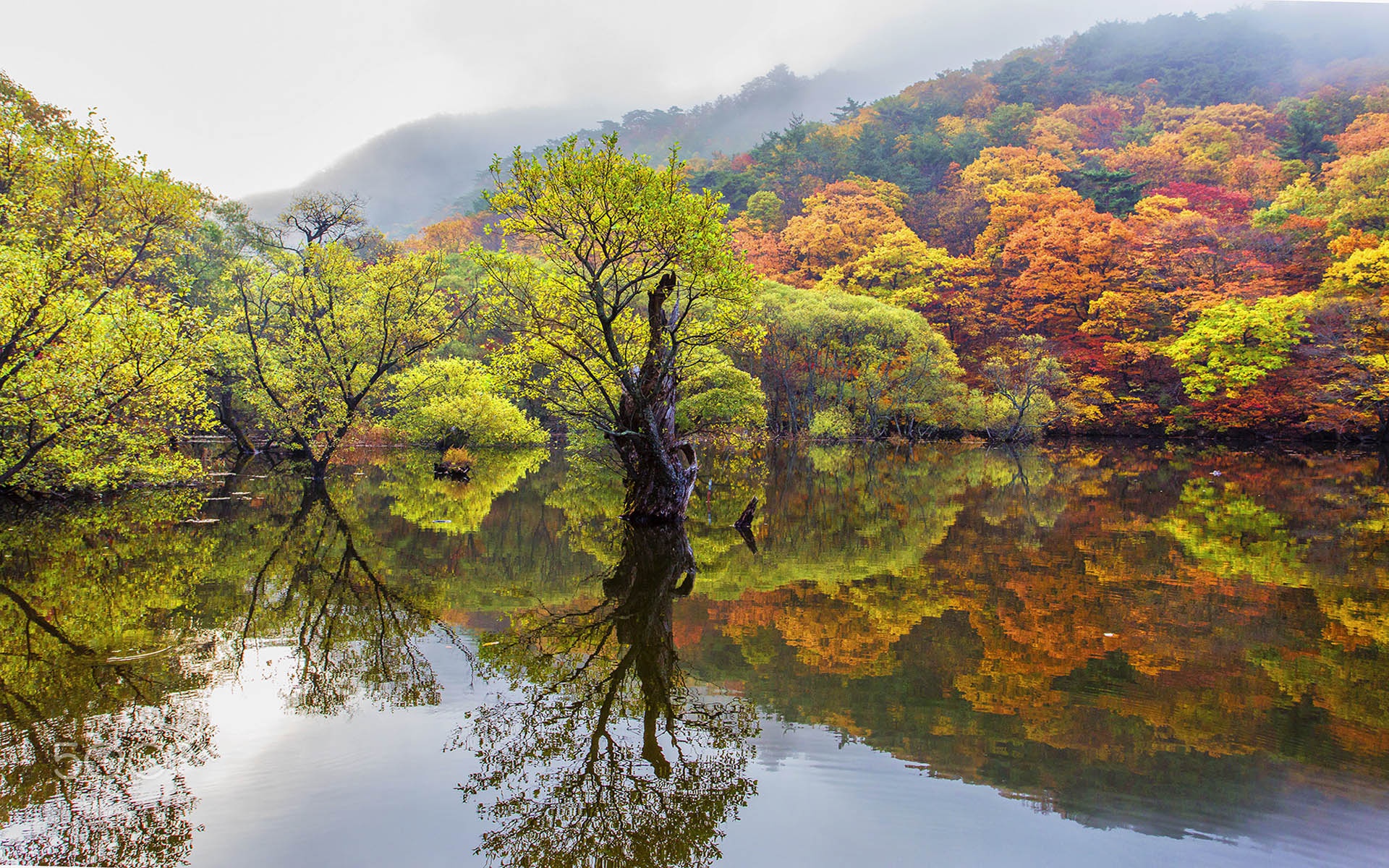 Autumn trees reflected in a lake HD Wallpaper