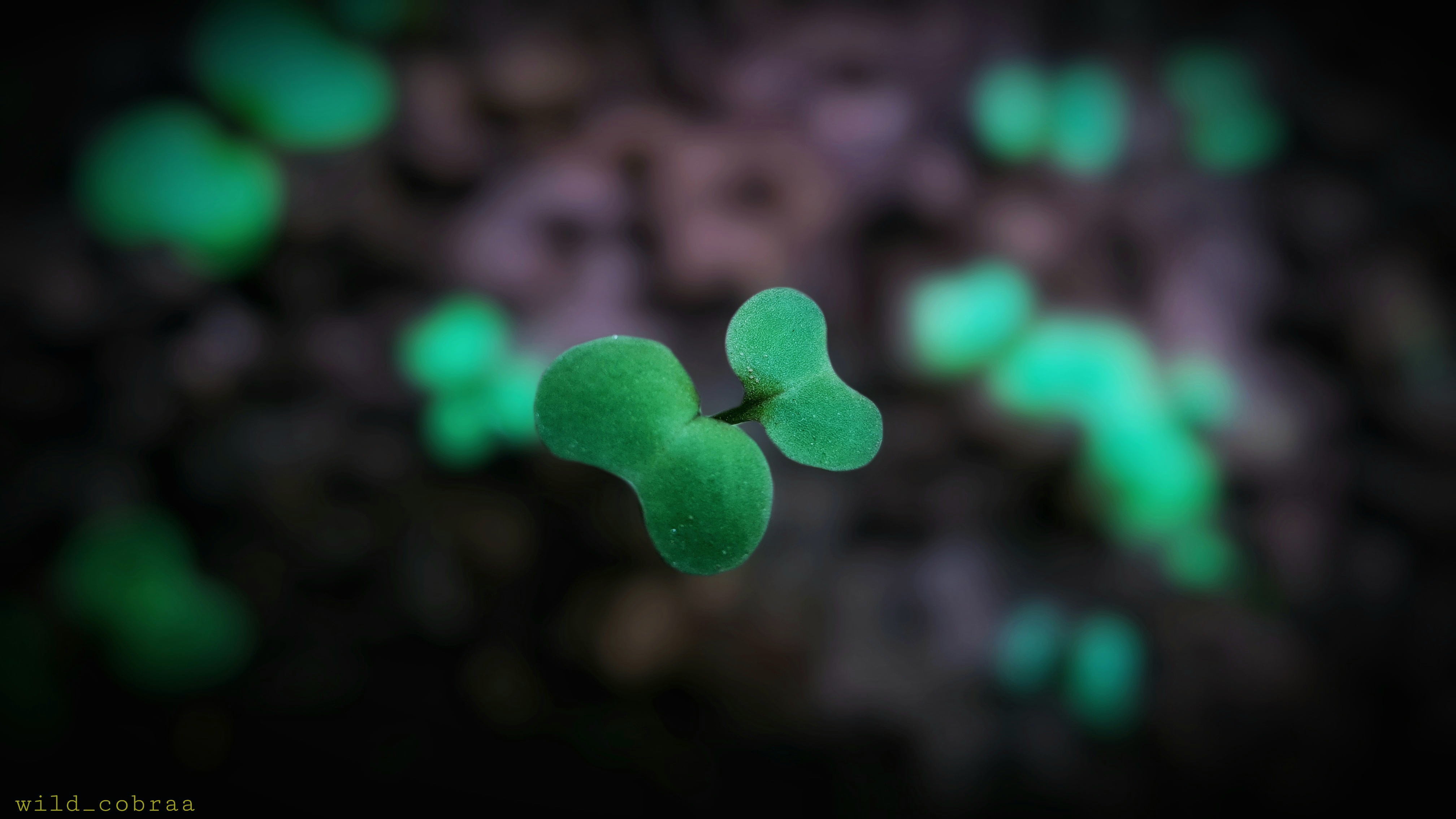 Close-up of a young green seedling HD Wallpaper