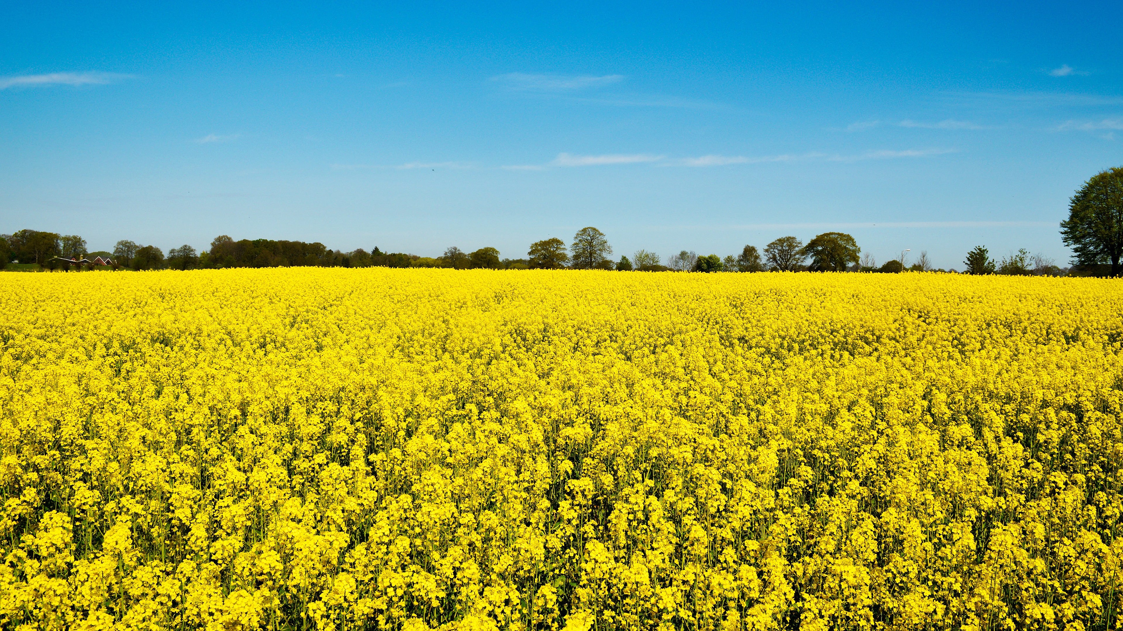 Field of Yellow Rapeseed Flowers under Blue Sky HD Wallpaper
