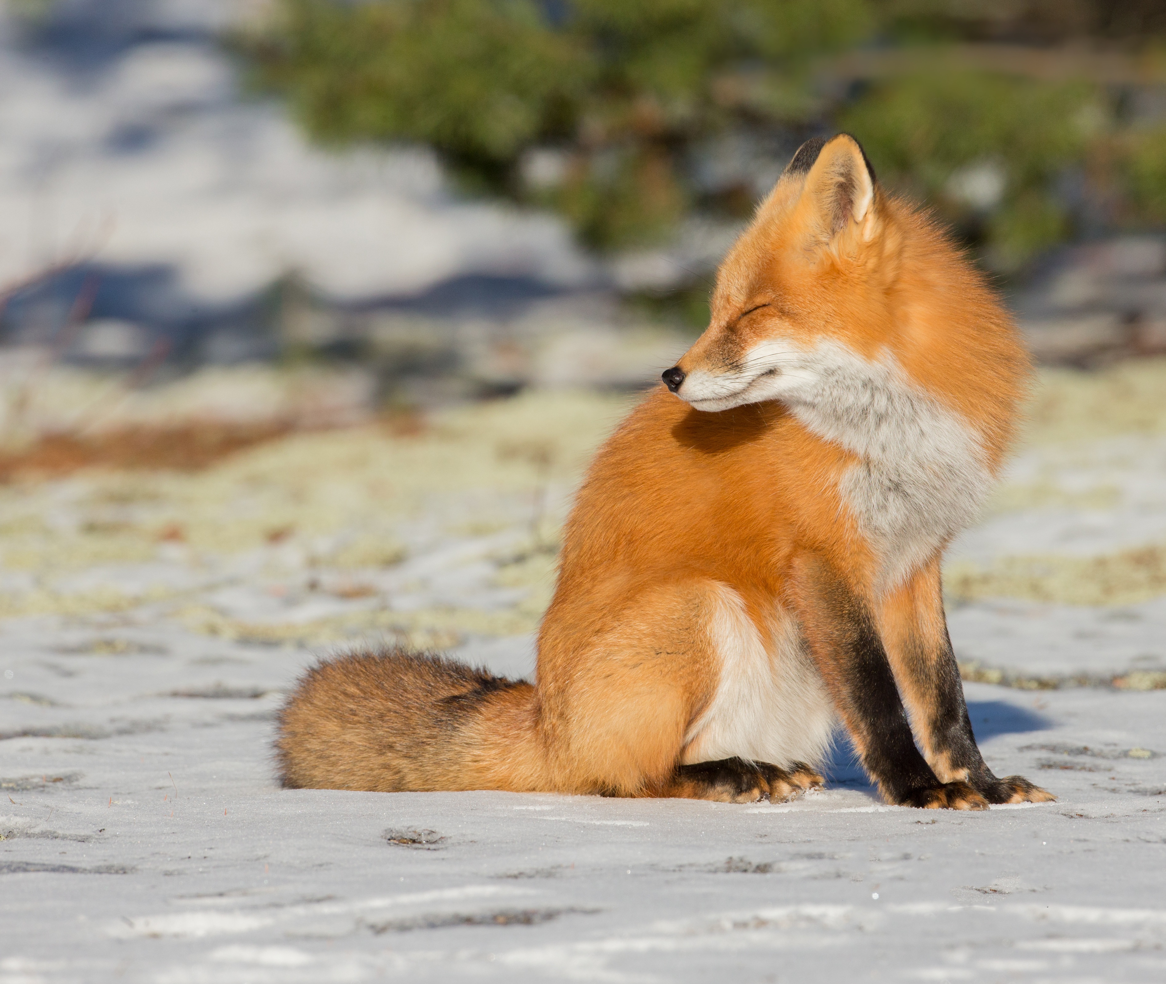 Red Fox sitting in the snow HD Wallpaper