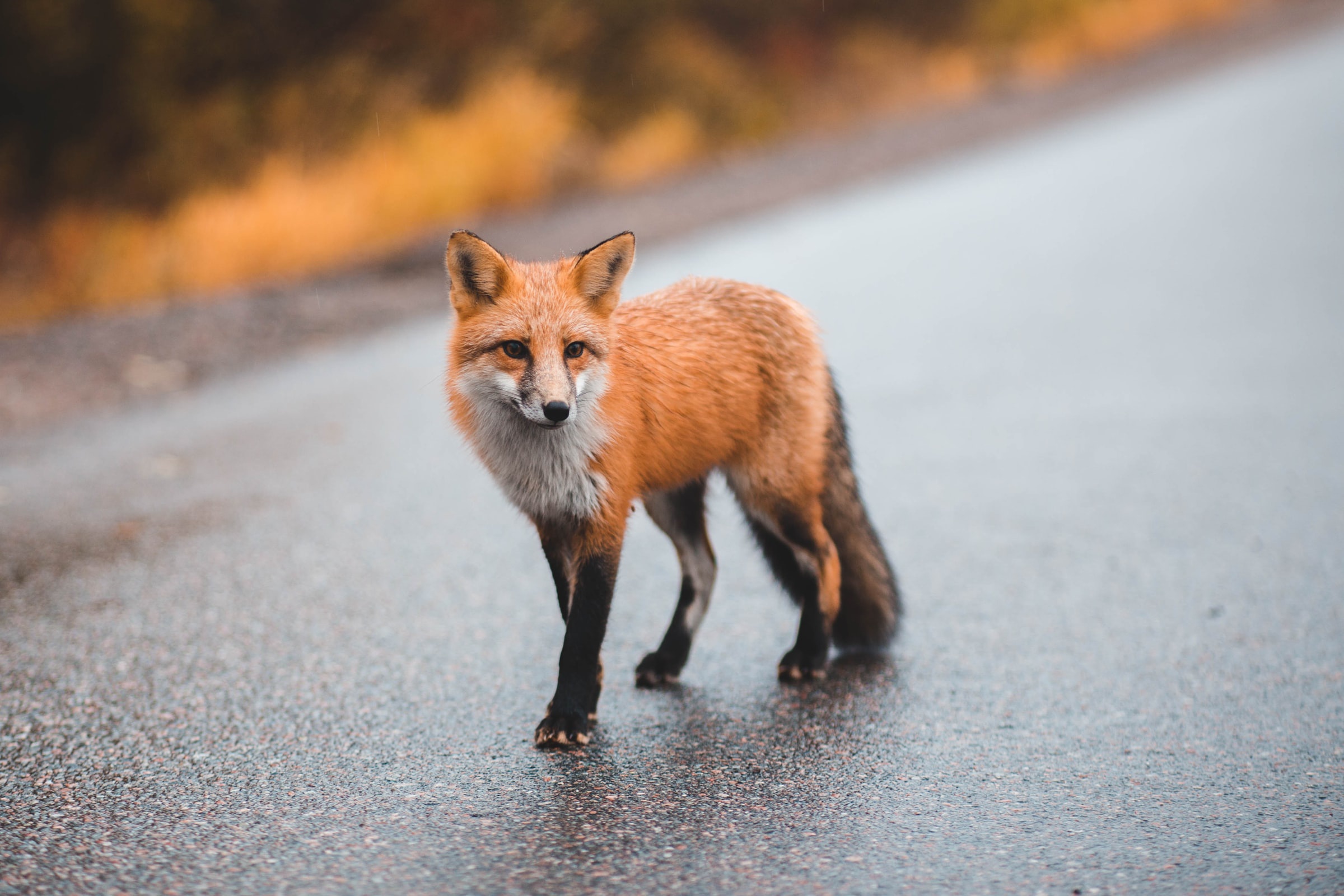 Red Fox standing on a wet road HD Wallpaper