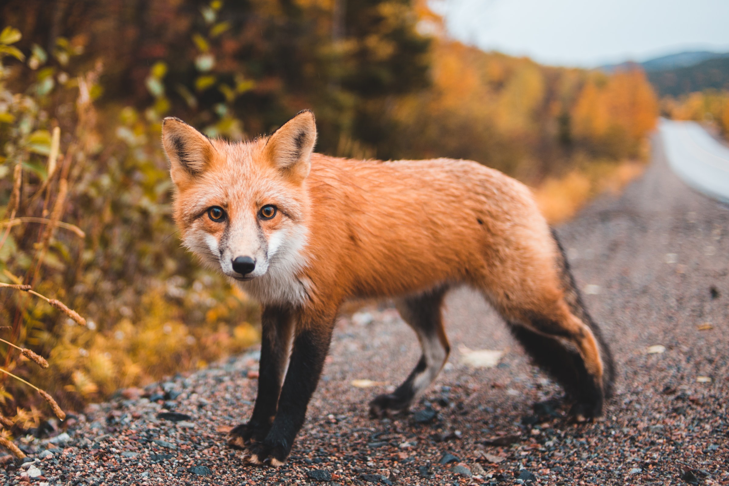 Red Fox standing on a gravel road in autumn HD Wallpaper