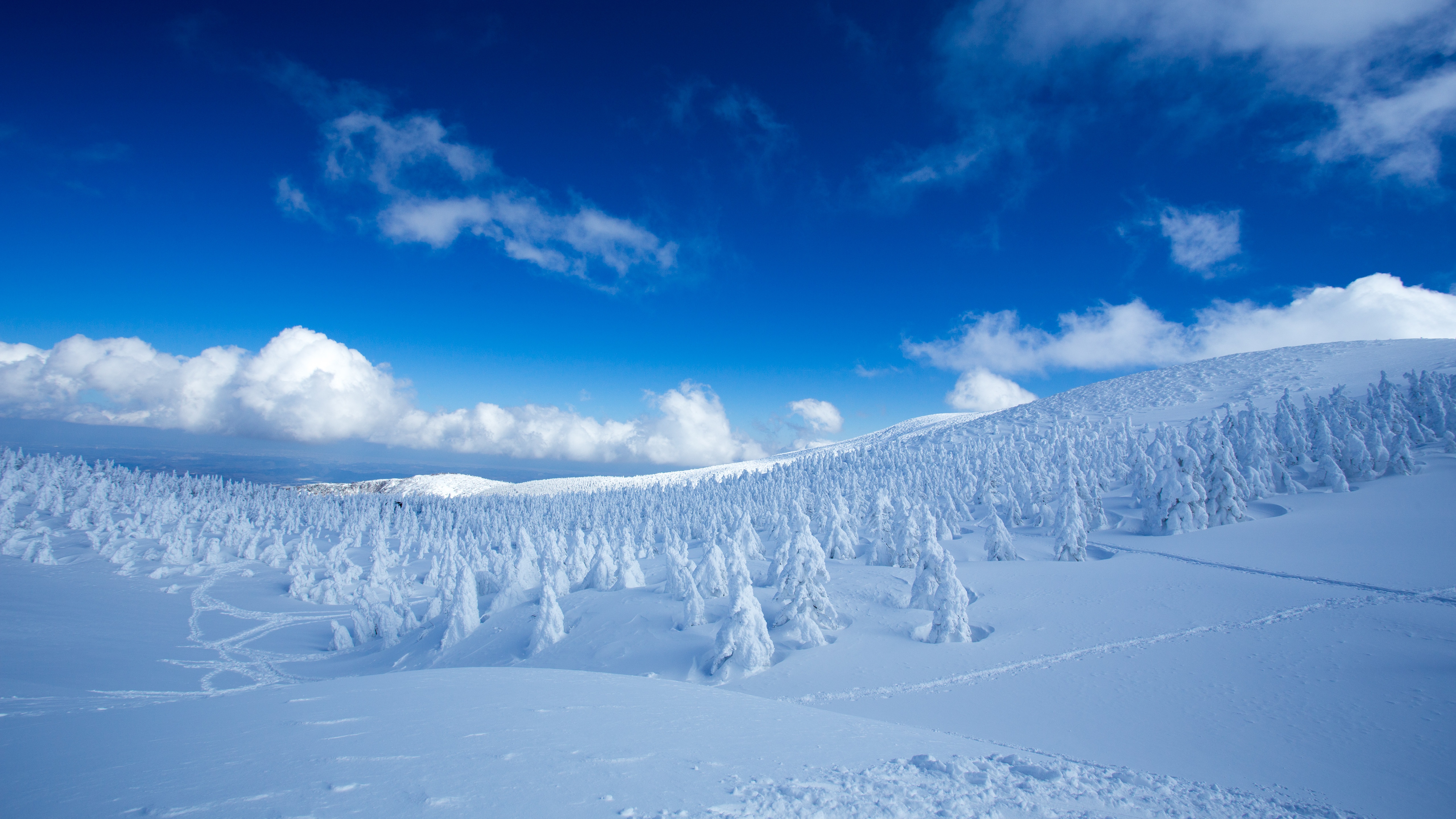 Winter Snow Forest Landscape with Blue Sky and Clouds 4K HD Wallpaper