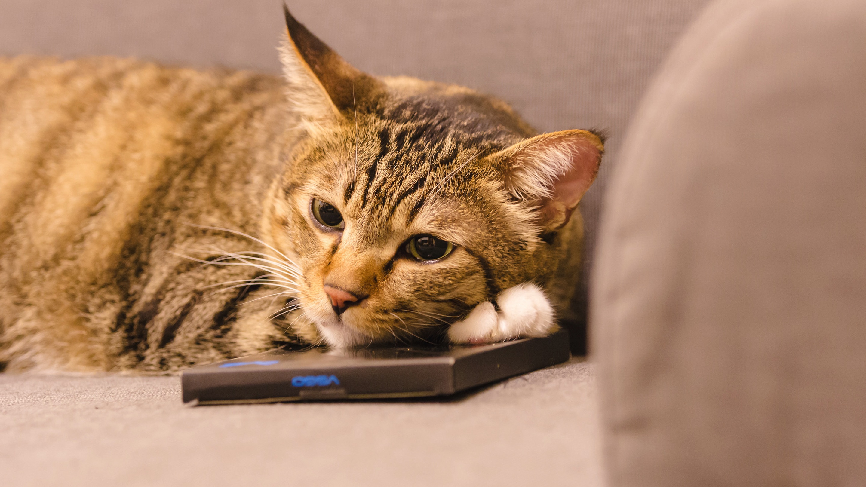 Tabby cat resting on a couch with a black object HD Wallpaper