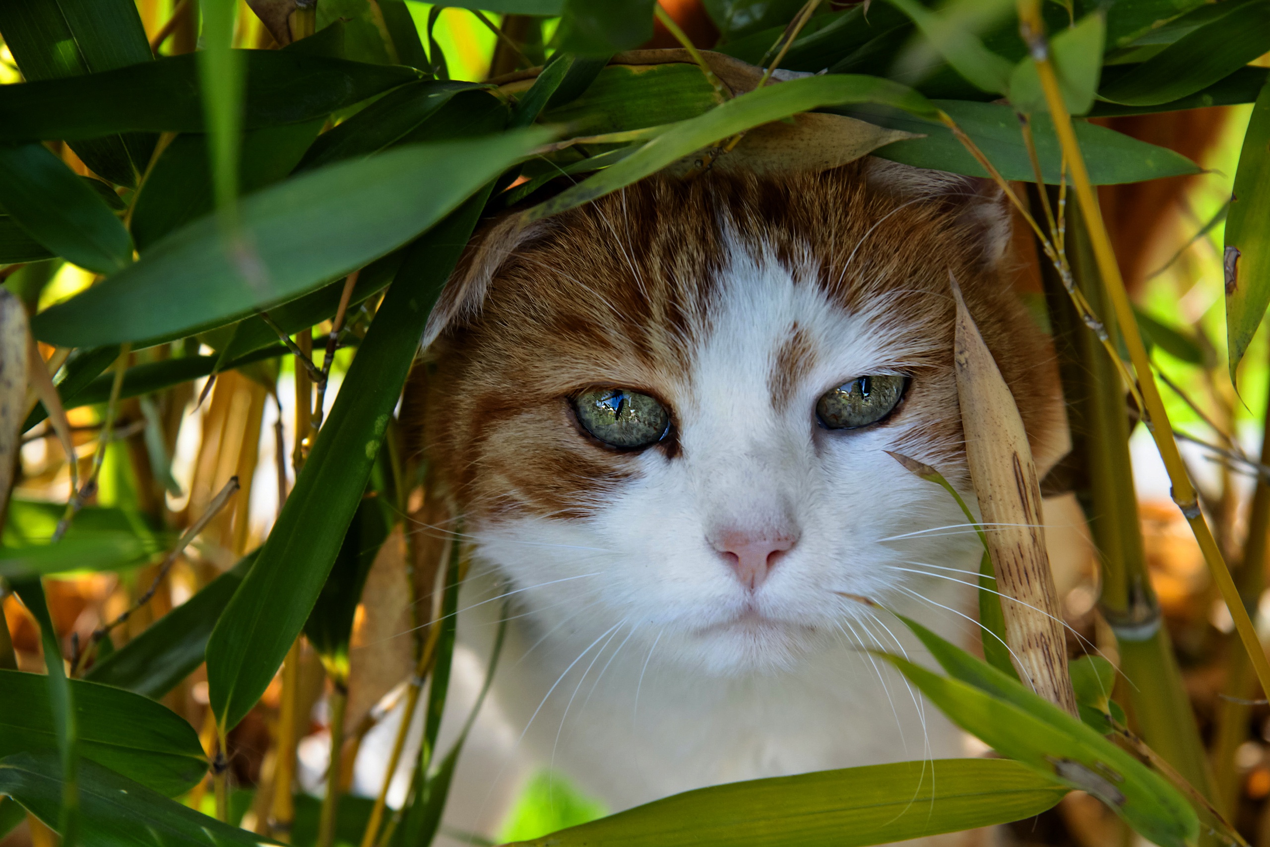 Cat peeking through bamboo leaves HD Wallpaper