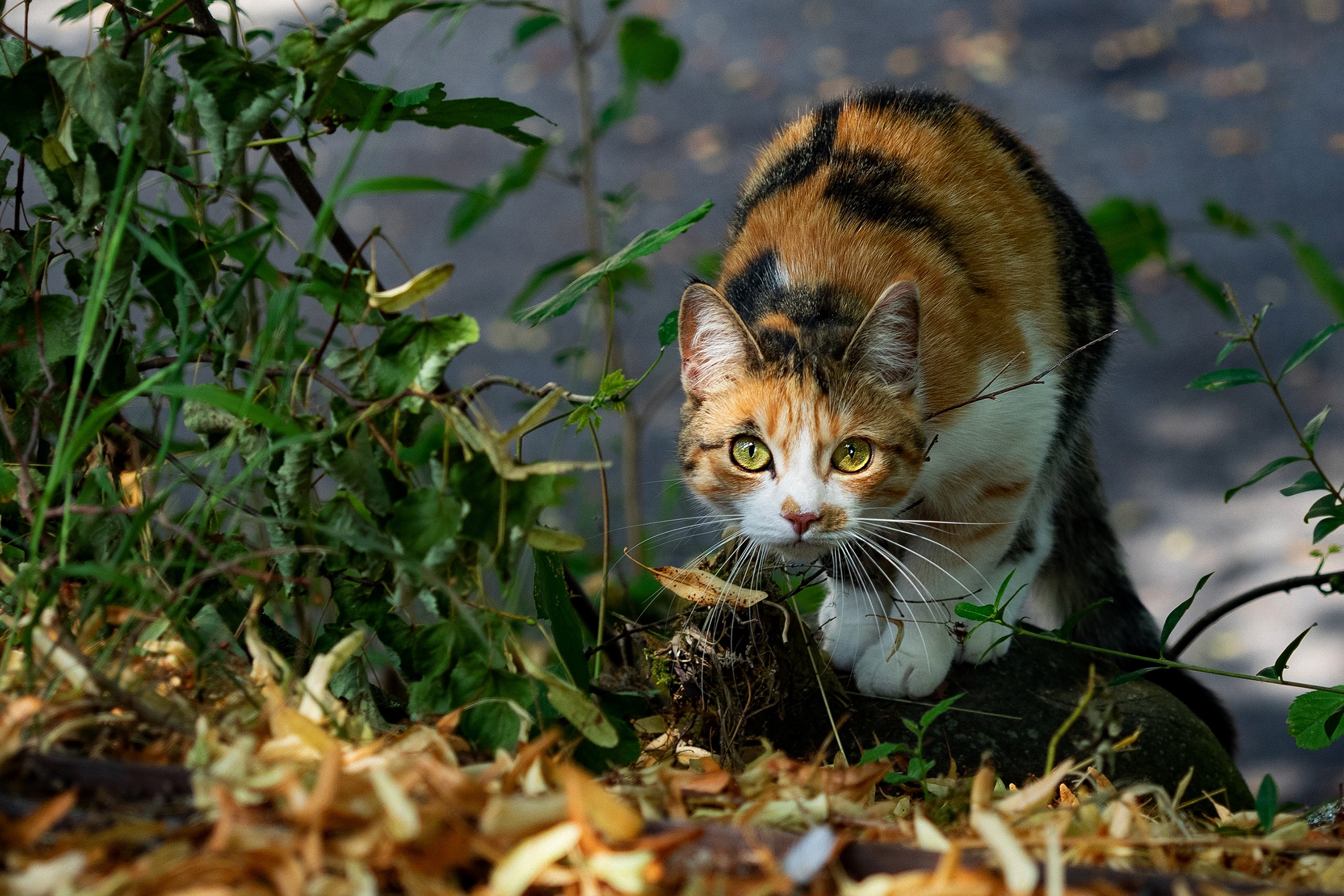 Calico cat crouches in foliage HD Wallpaper
