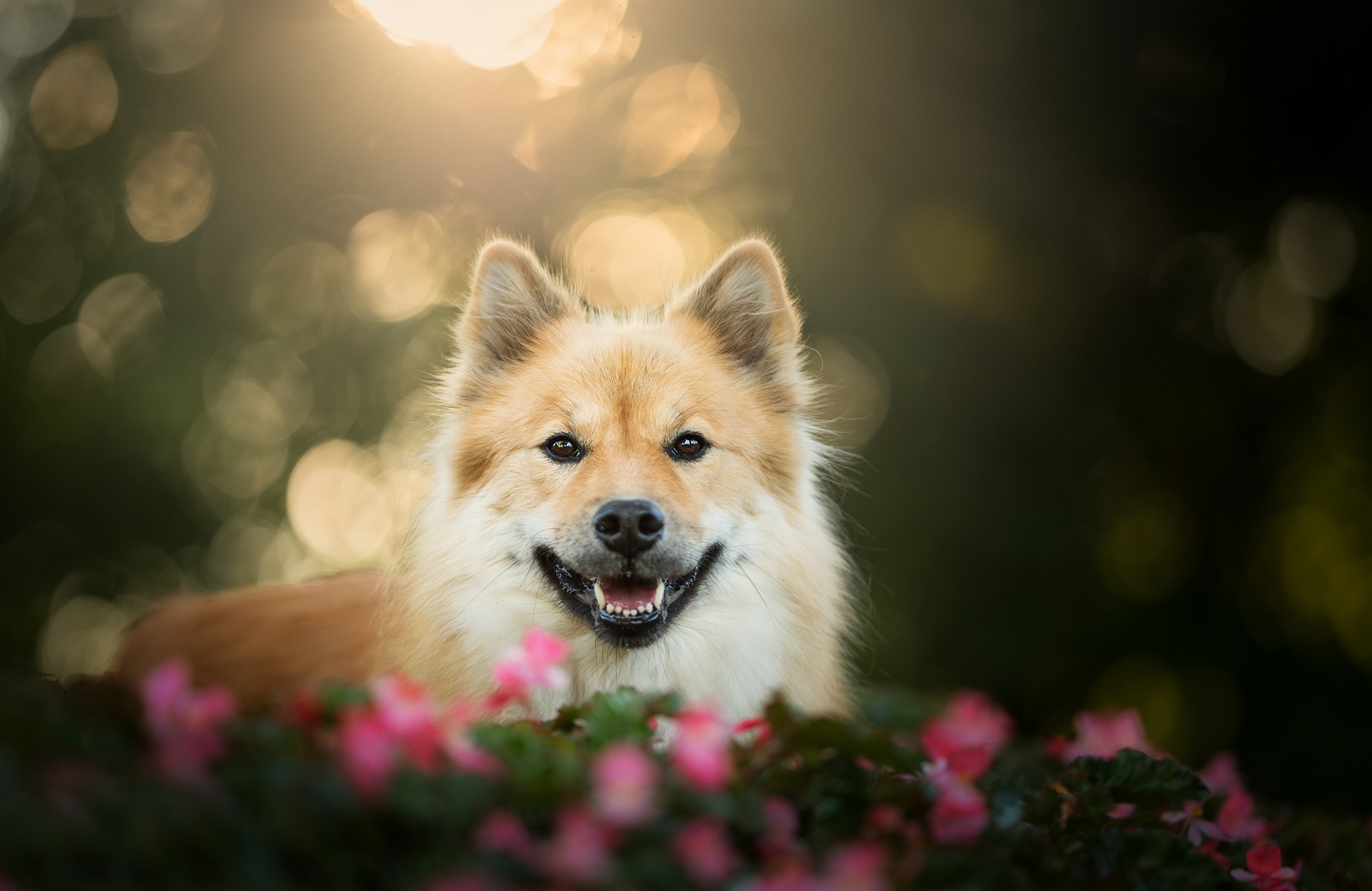 Eurasier dog smiling in flowers HD Wallpaper