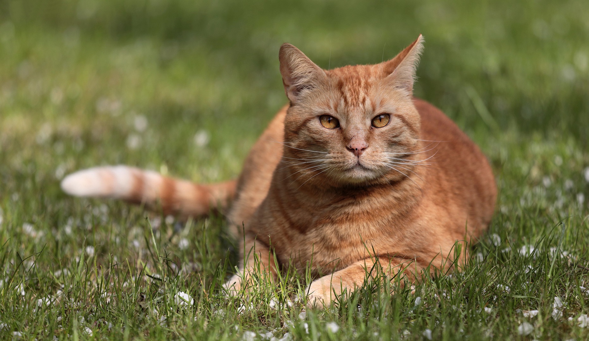 Orange Tabby Cat Lying in Grass HD Wallpaper
