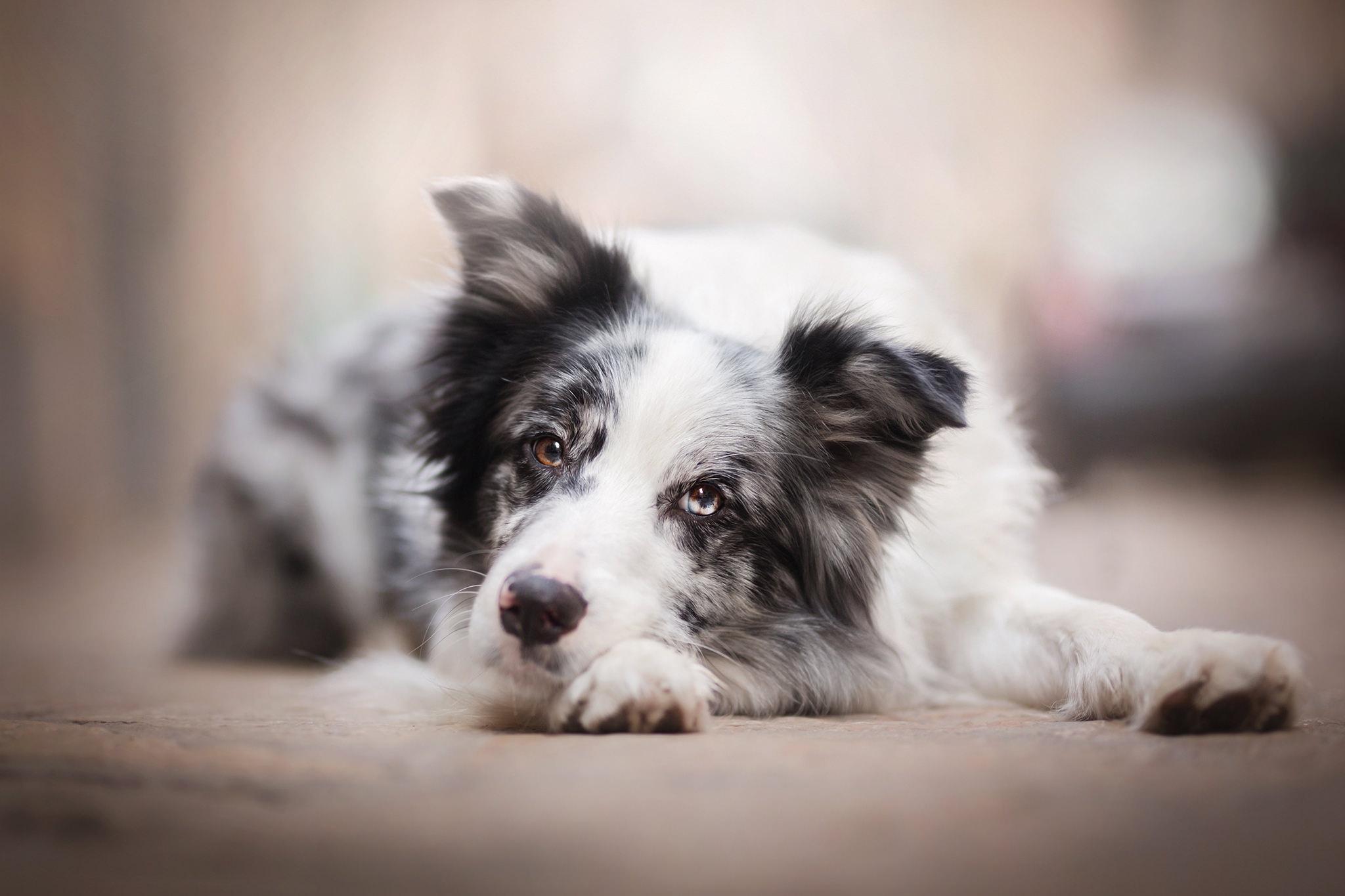 Border Collie dog lying down HD Wallpaper