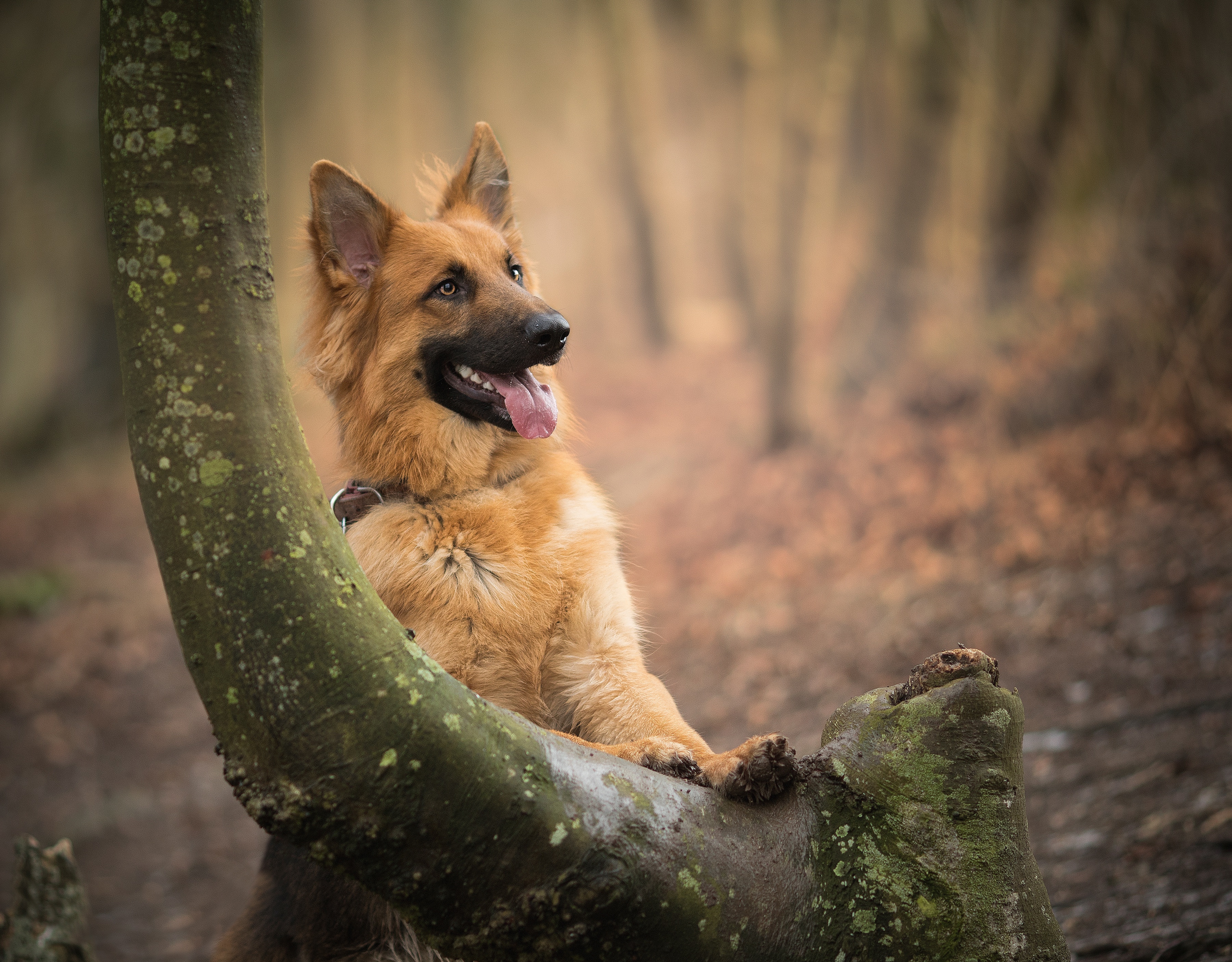 German Shepherd leaning on a tree HD Wallpaper