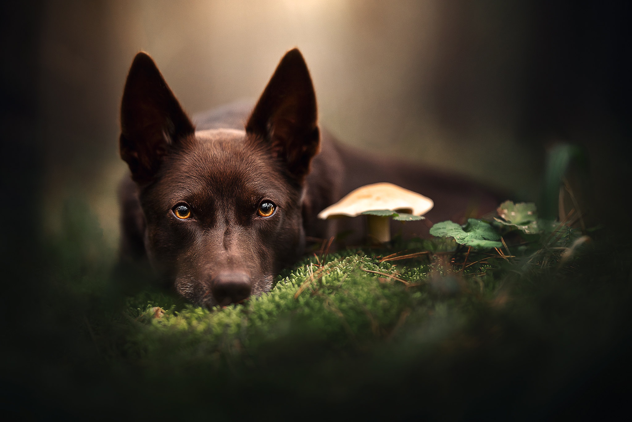 Brown dog lying down next to a mushroom HD Wallpaper