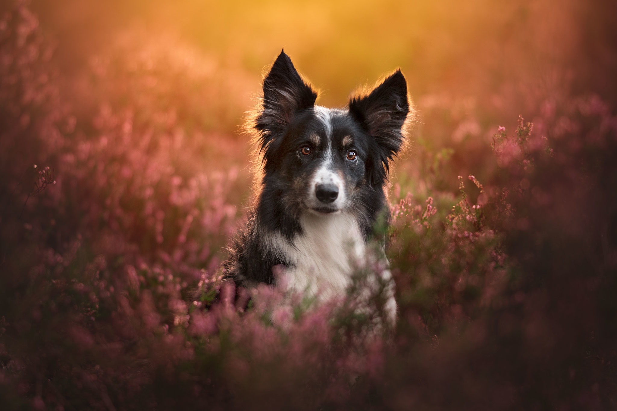 Border Collie dog in a field of heather HD Wallpaper