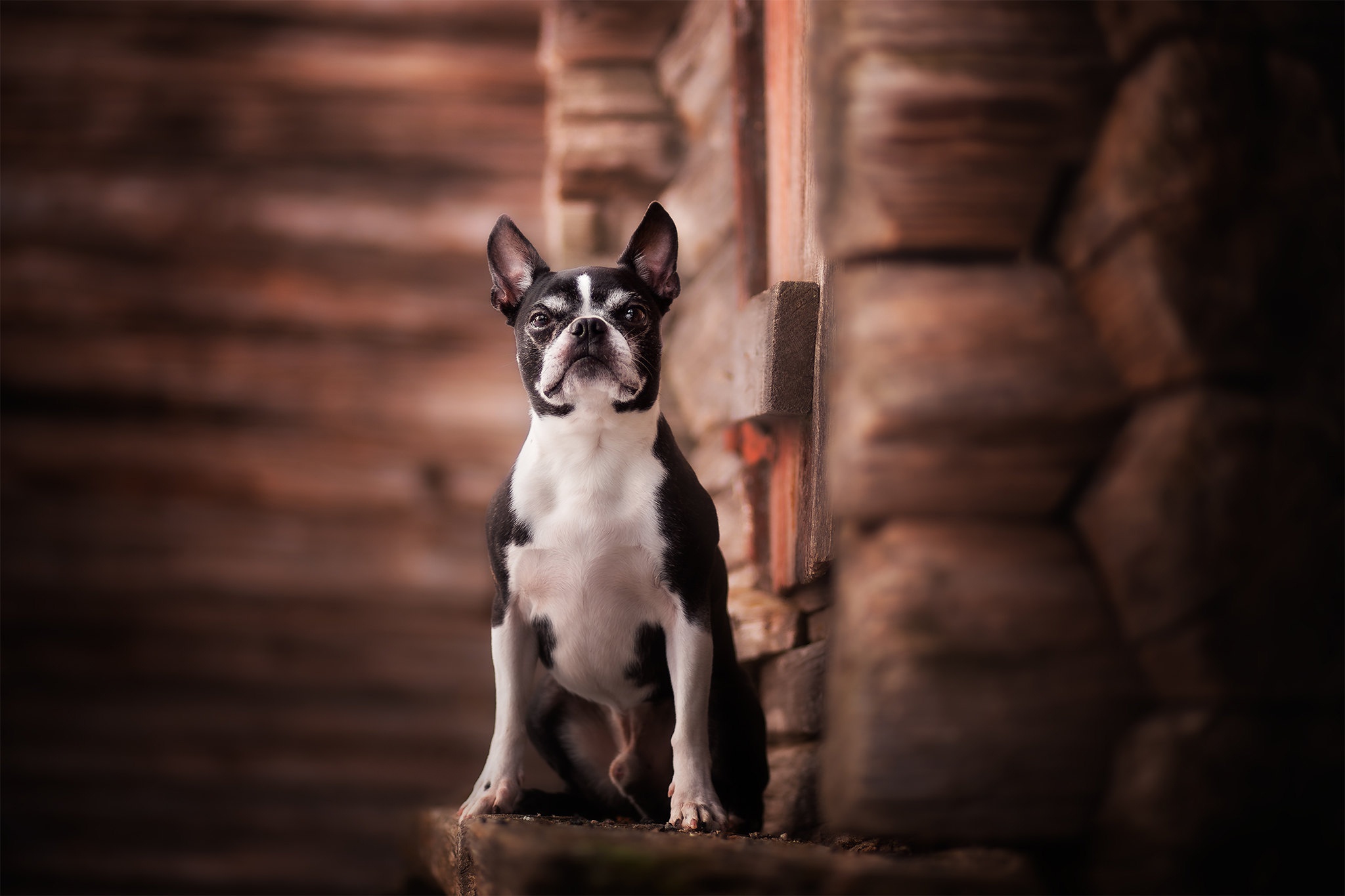 Boston Terrier sitting on a ledge HD Wallpaper