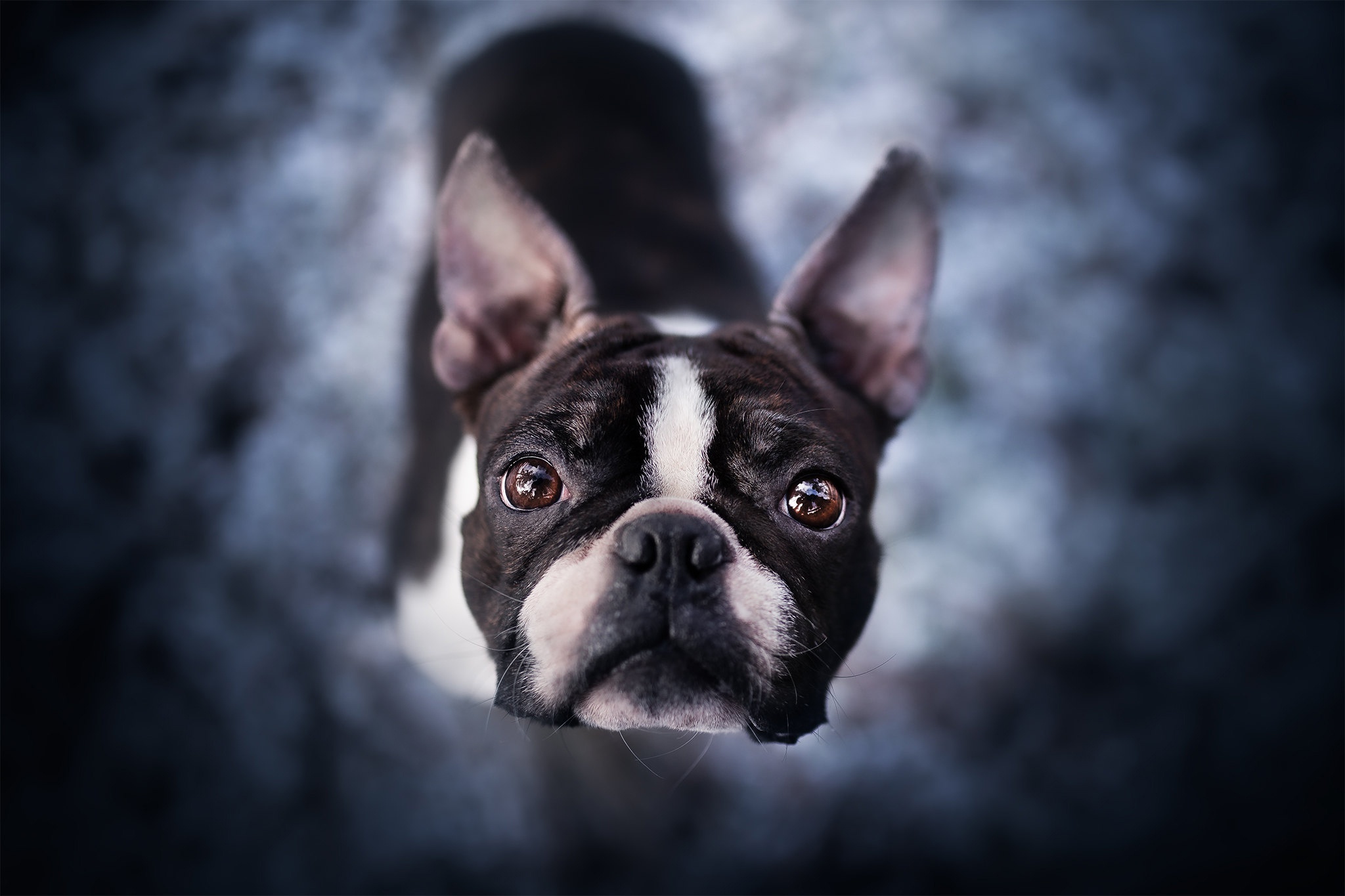Boston Terrier looking up HD Wallpaper