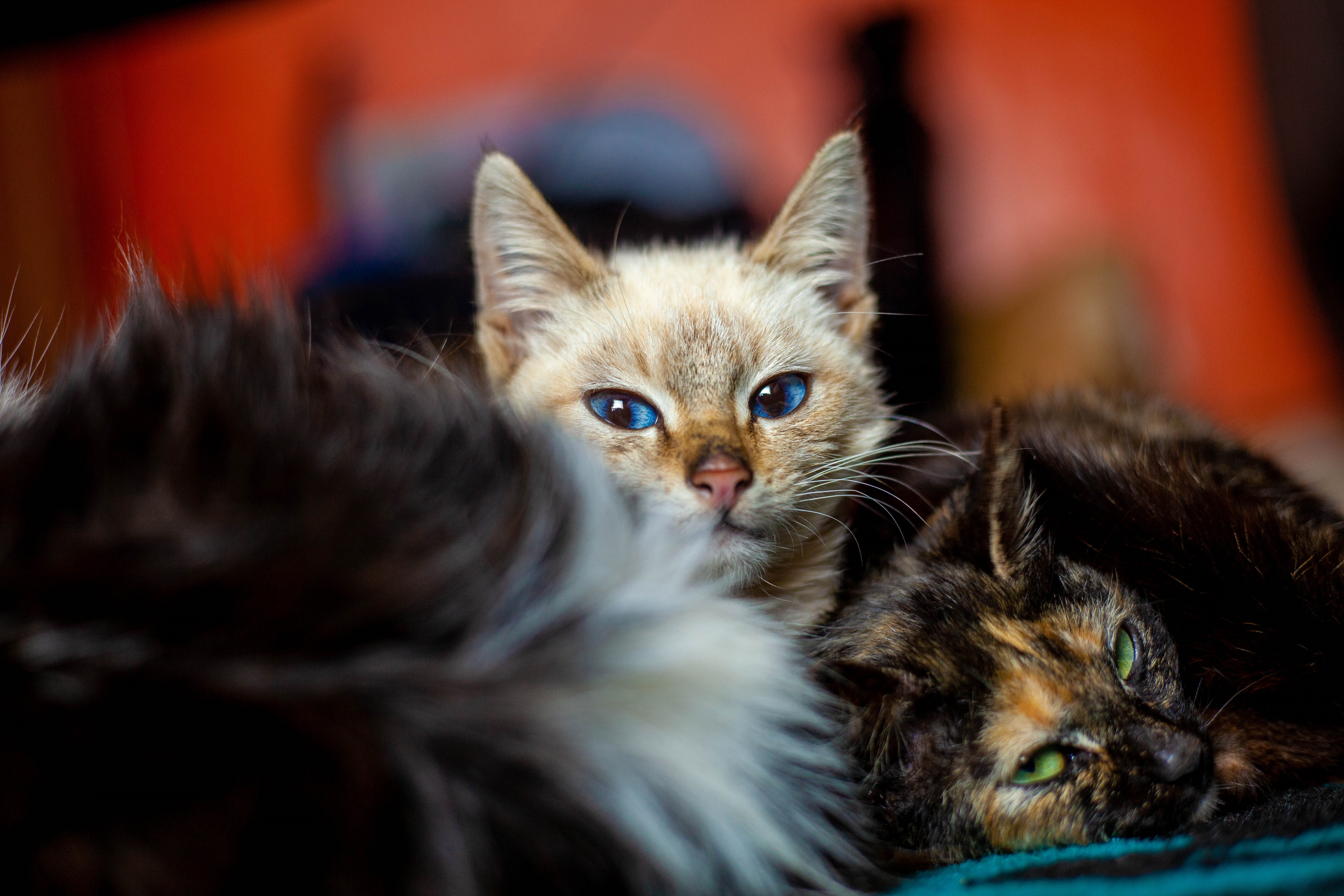 Two cats, one with blue eyes, resting HD Wallpaper