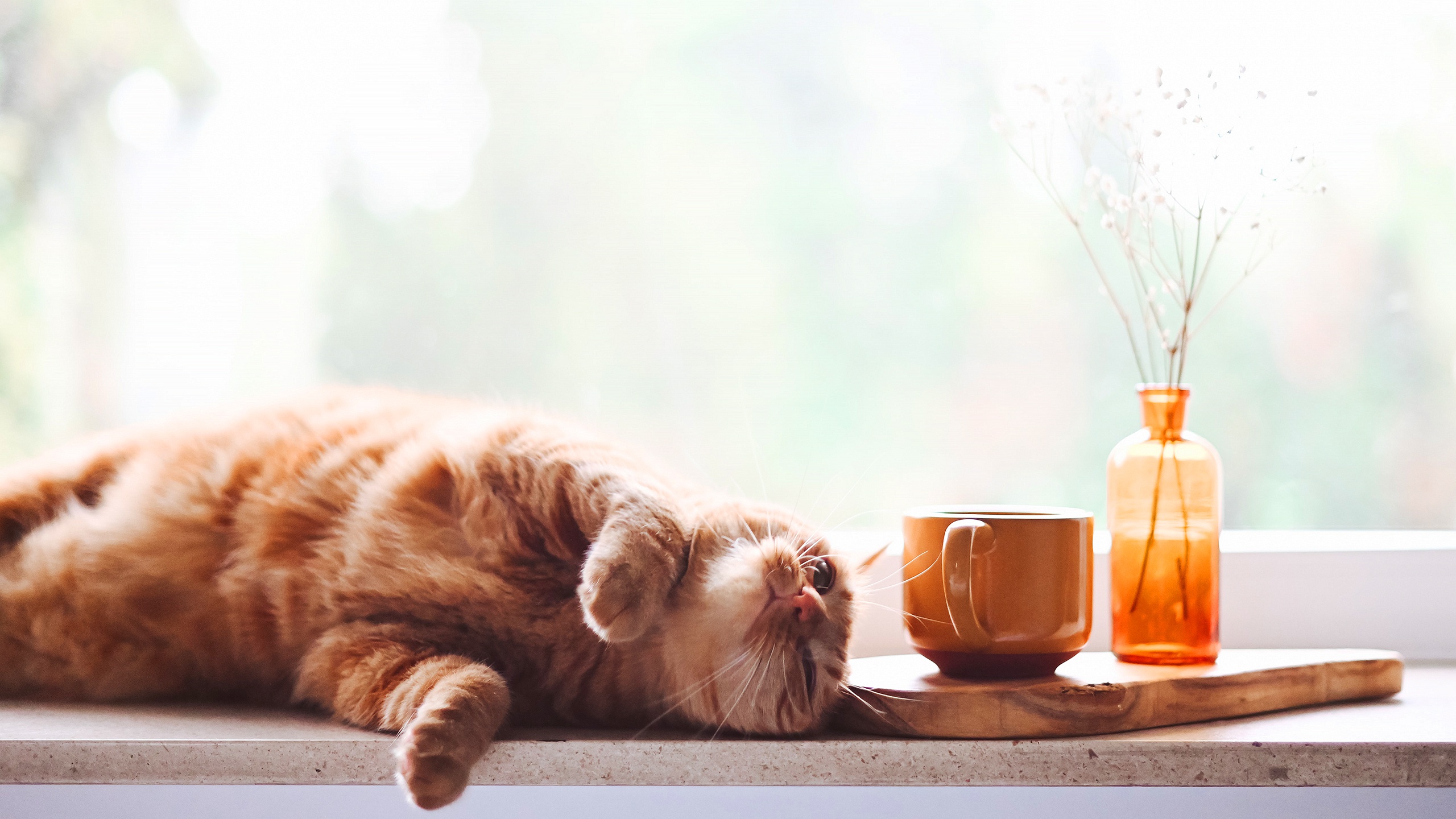 Orange cat resting by a window with a coffee cup and vase HD Wallpaper