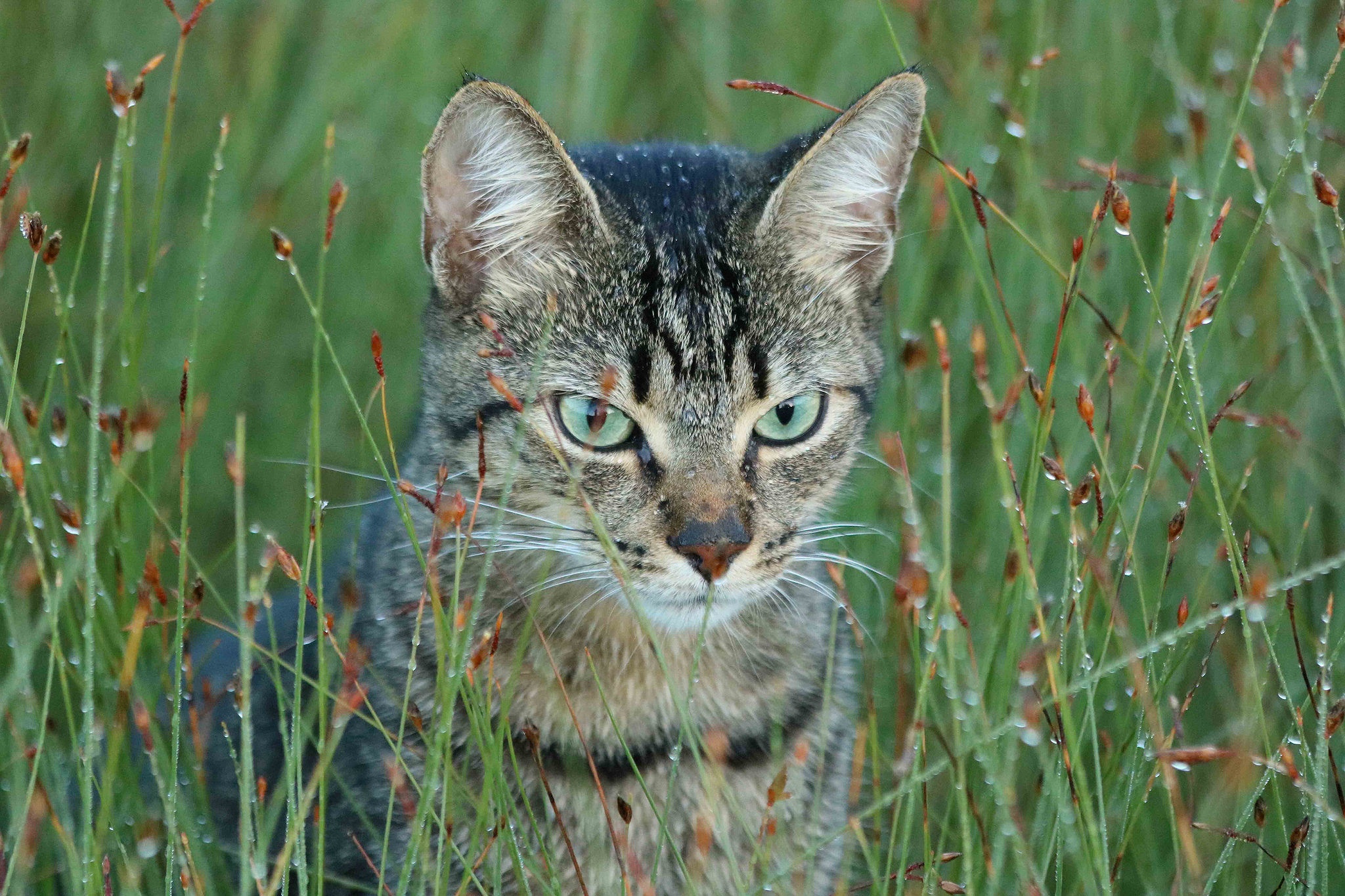 Tabby cat in wet grass HD Wallpaper