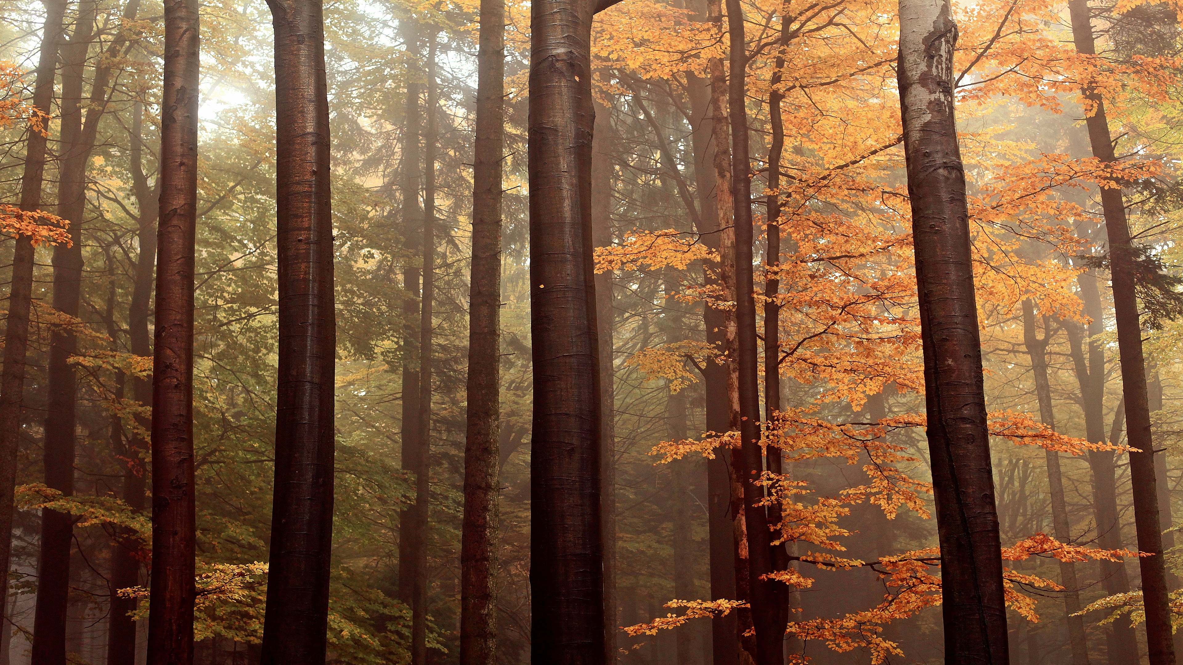 Fall Forest with Tree Trunks and Orange Leaves HD Wallpaper