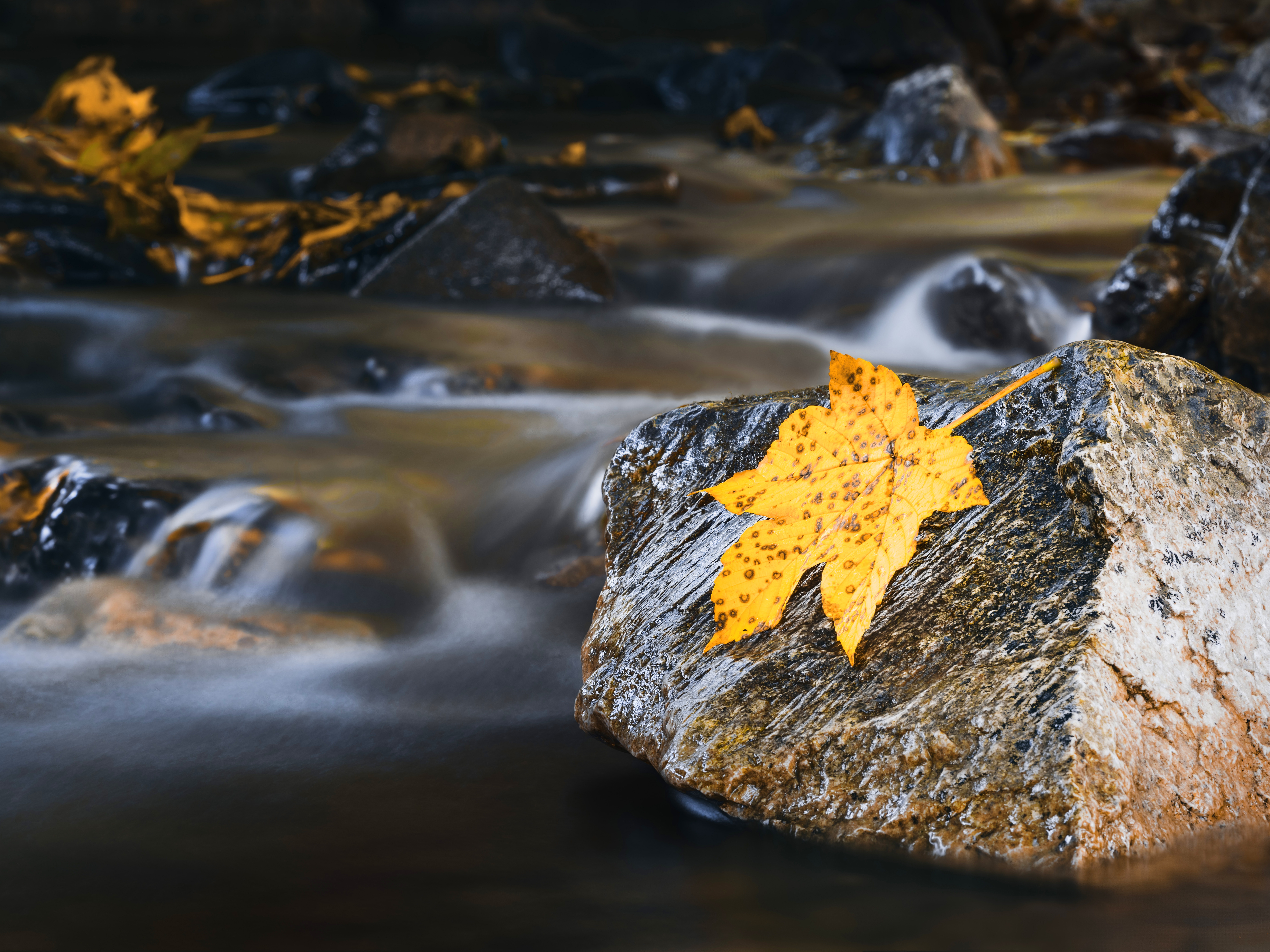 Yellow maple leaf on a wet rock in a stream HD Wallpaper