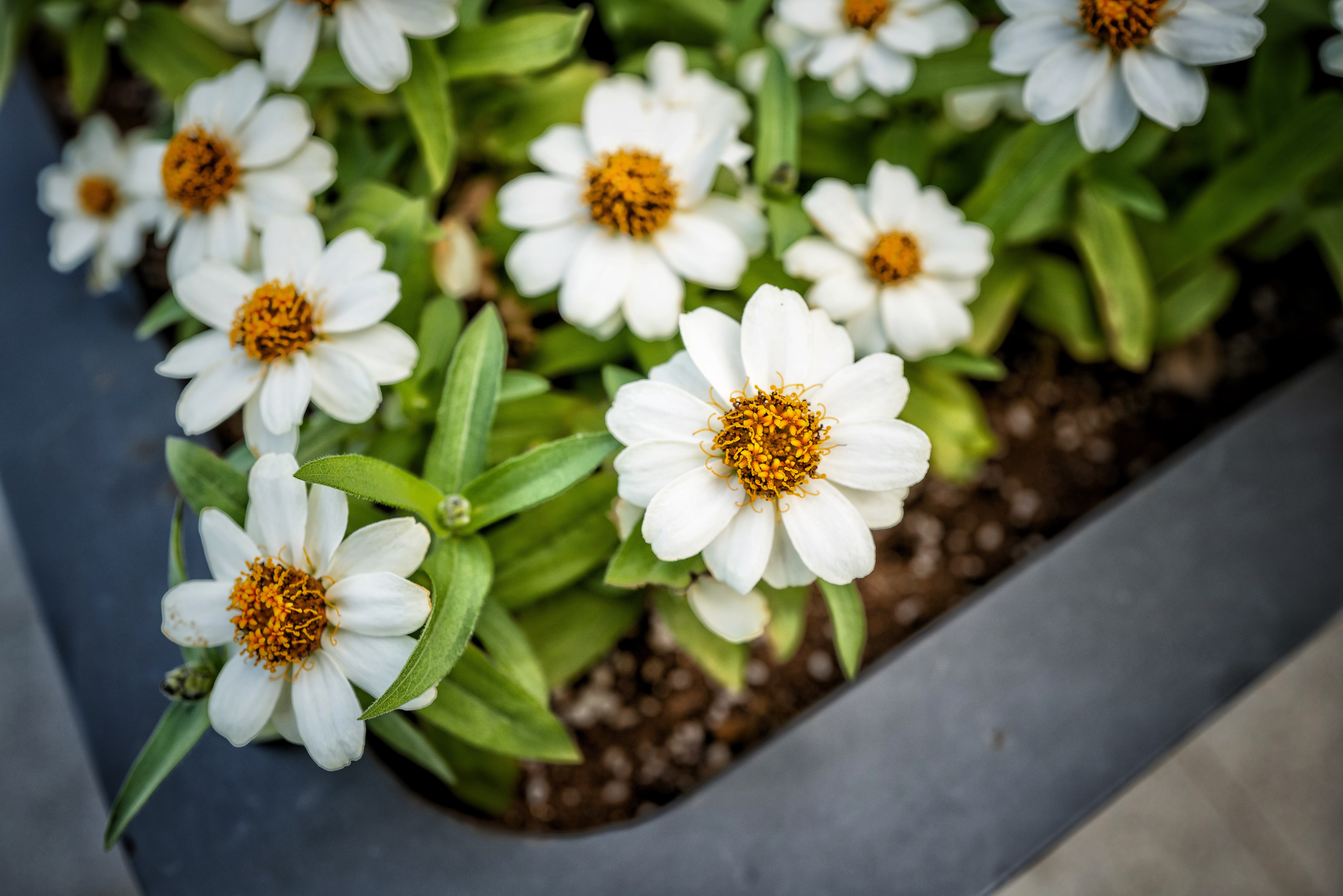 White flowers with orange centers in a planter HD Wallpaper