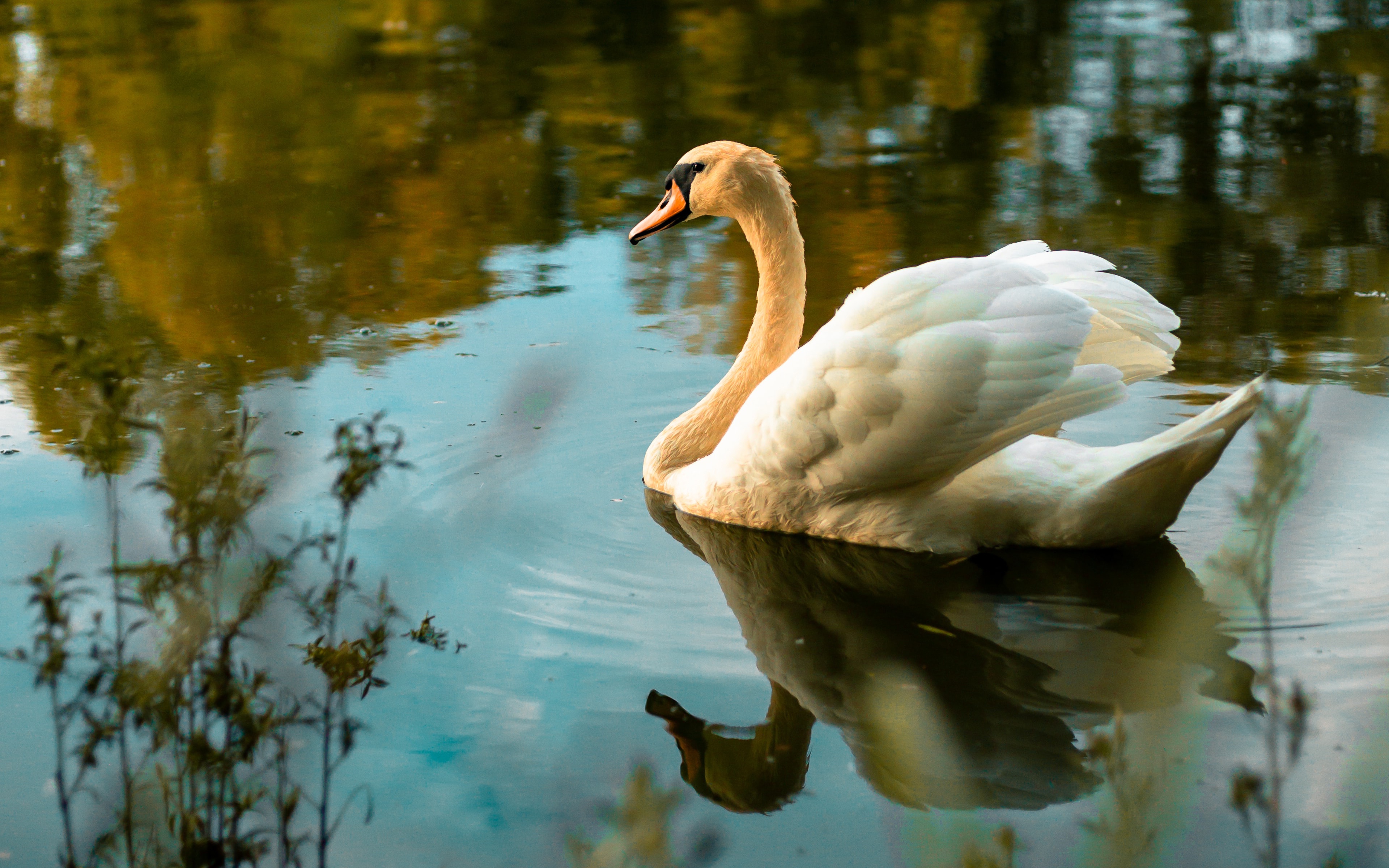 Mute Swan on Water with Reflection HD Wallpaper