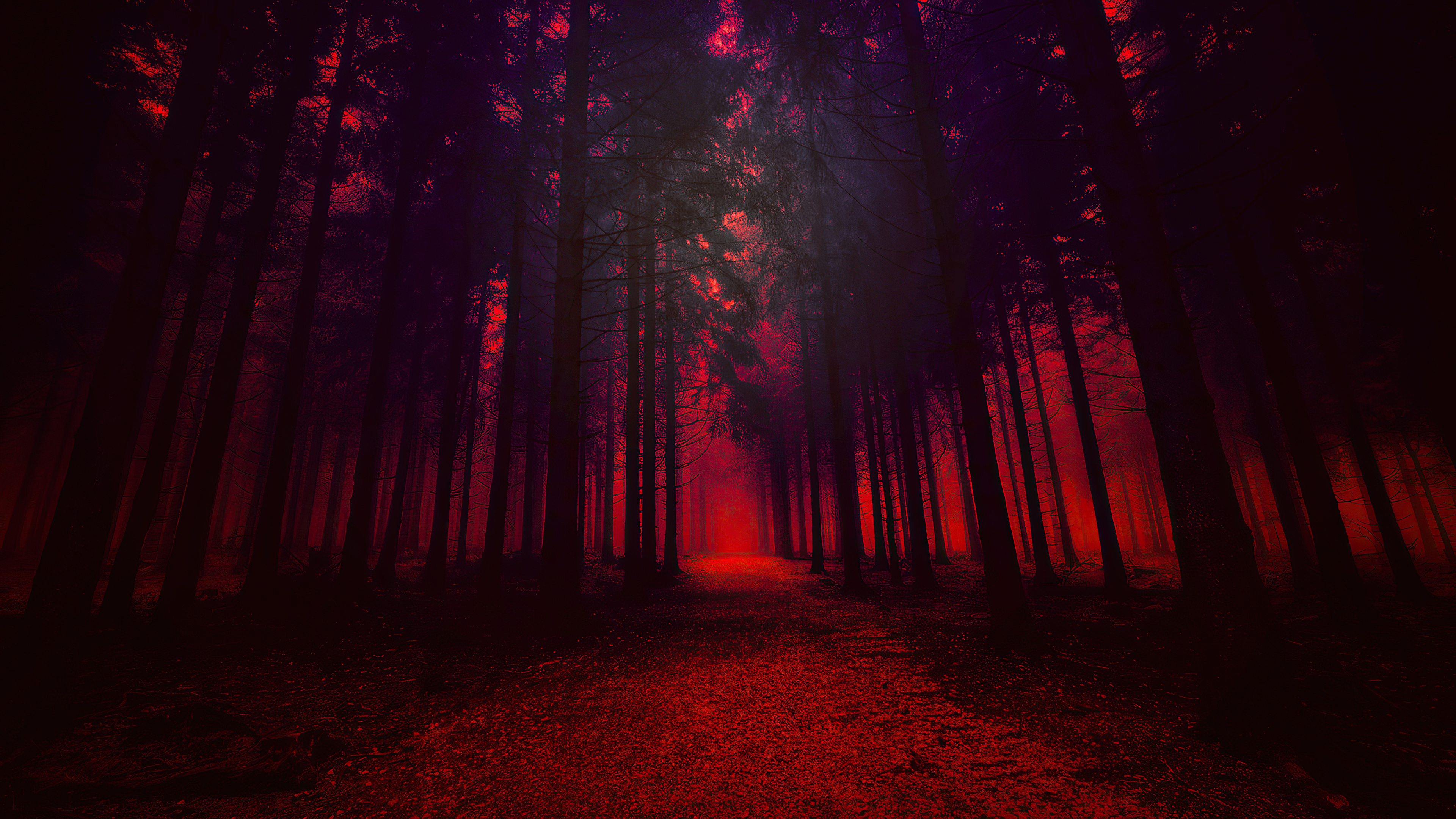 Dark forest with red light HD Wallpaper