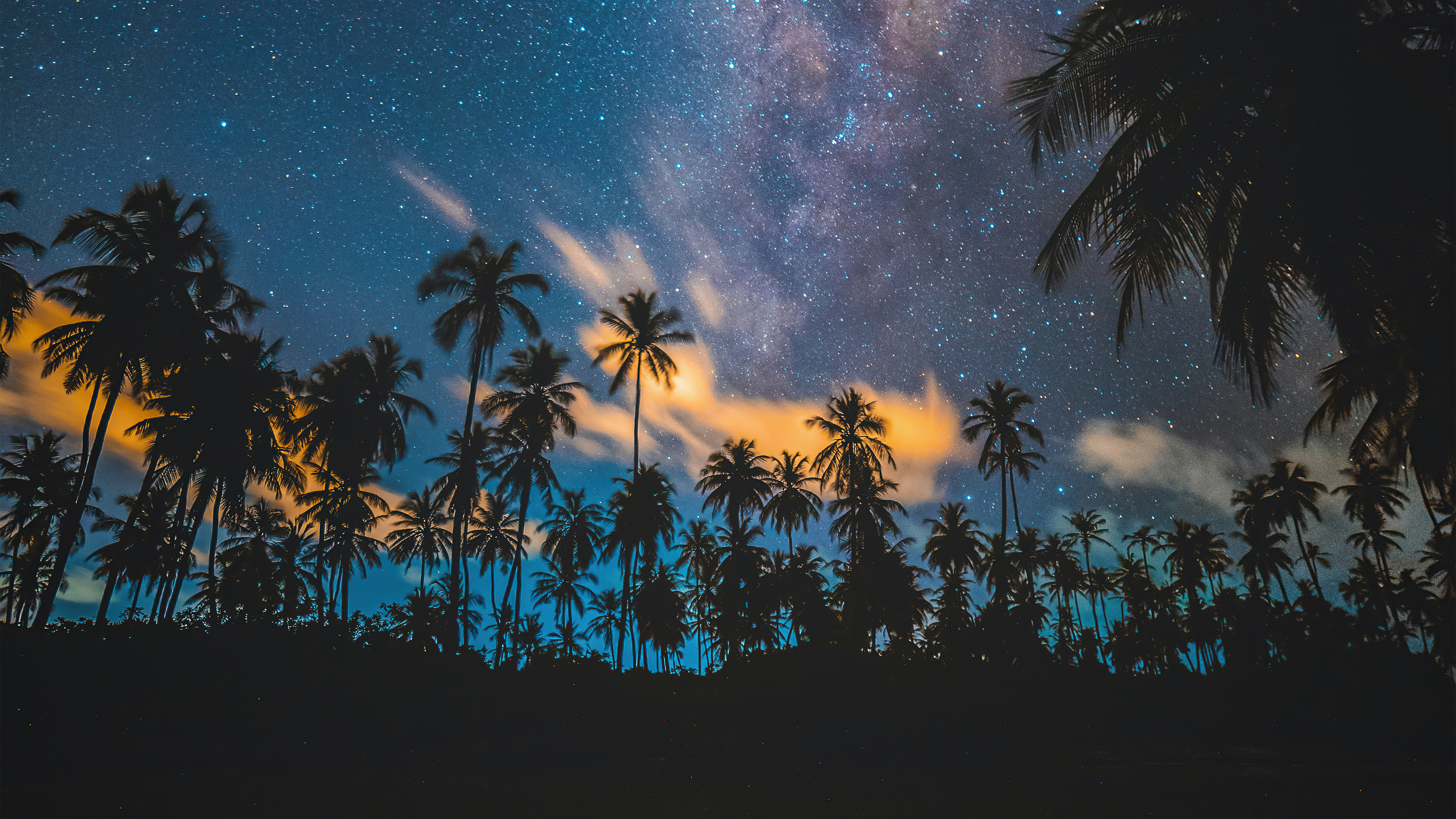 Palm trees under a starry night sky HD Wallpaper