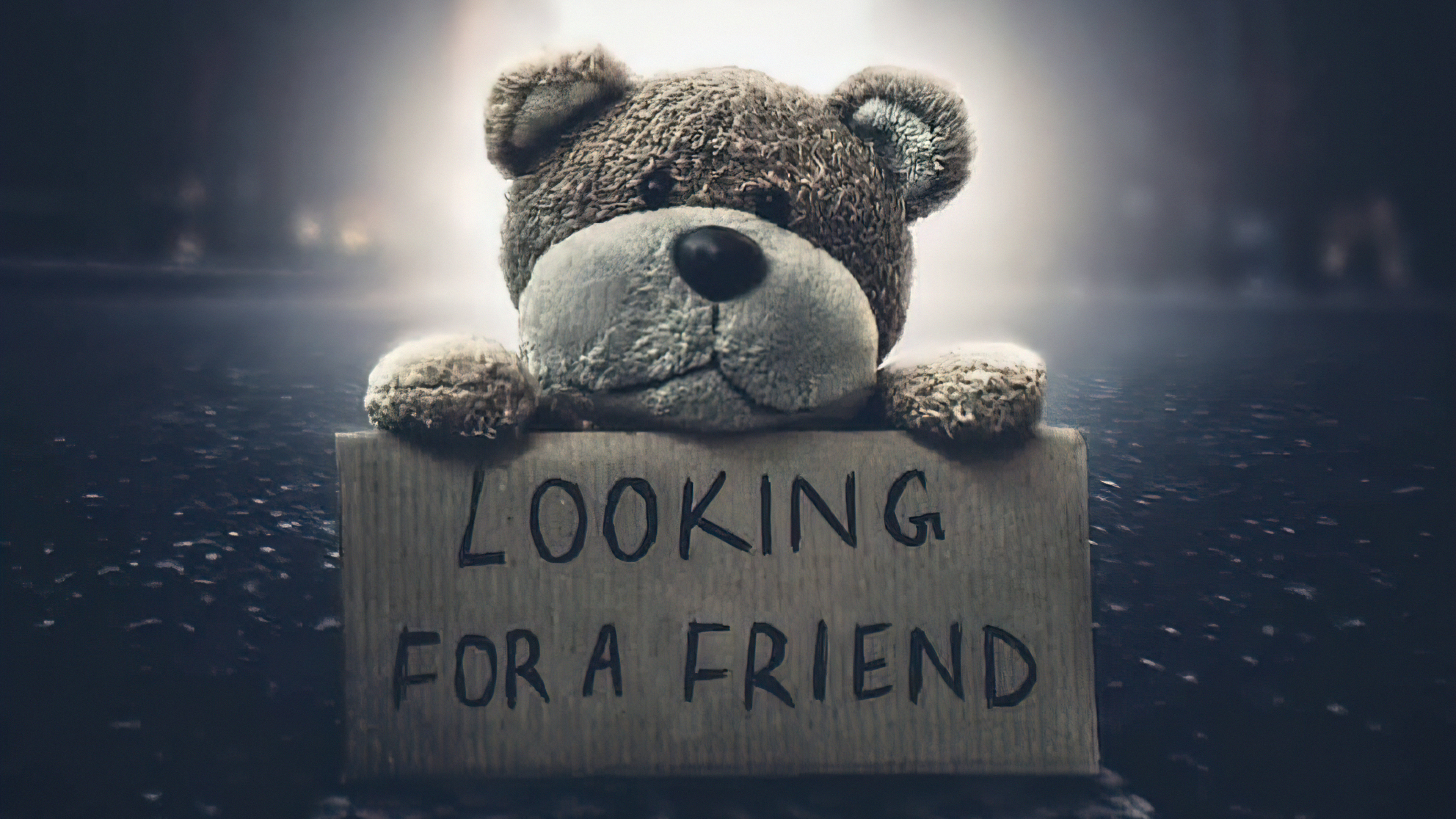 Teddy bear holding a "Looking for a friend" sign HD Wallpaper